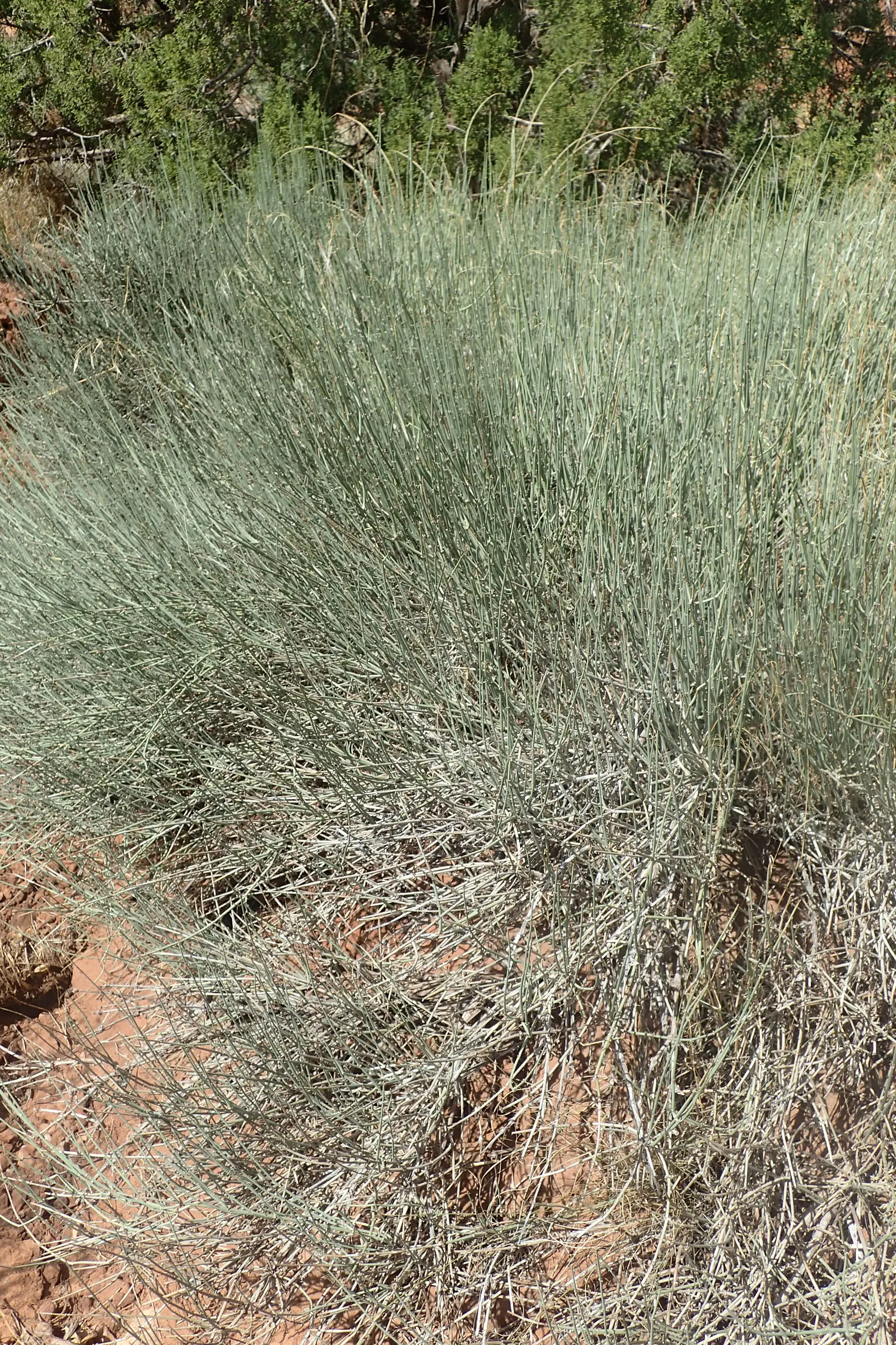 Mormon Tea (Ephedra Viridis) — It reaches up to 3-4 feet tall and wide and thrives in USDA zones 5-9; with a similar spread.<br><br>The growth habit of Ephedra