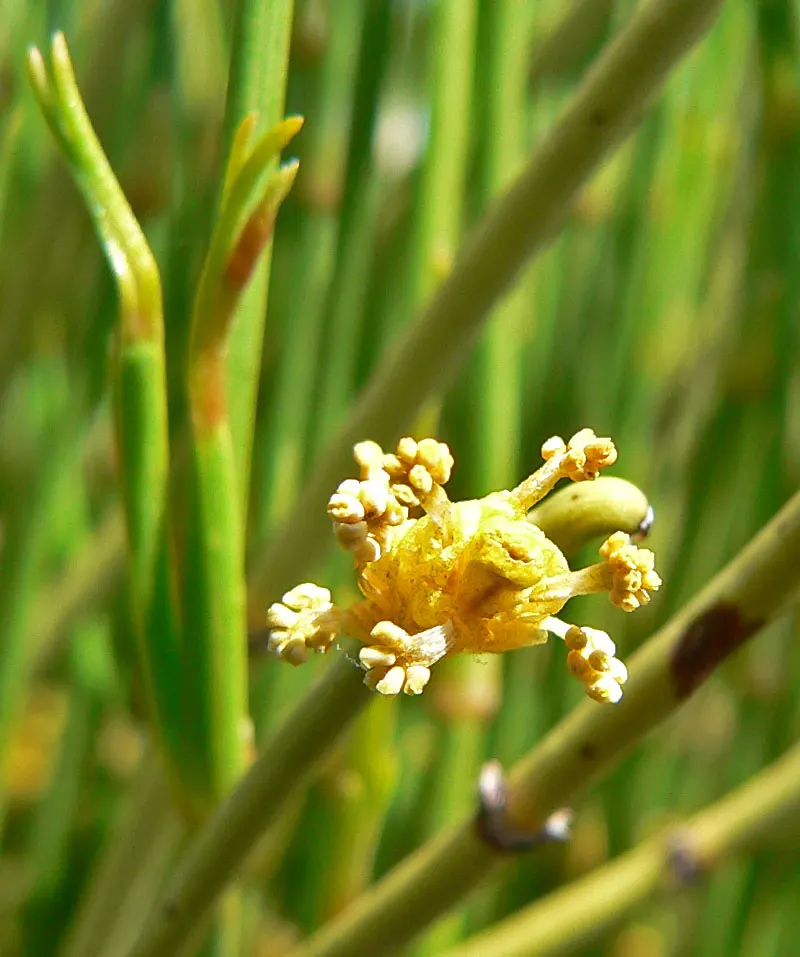 Mormon Tea (Ephedra Viridis) — shrub for full; for the modern landscape designer, image 88