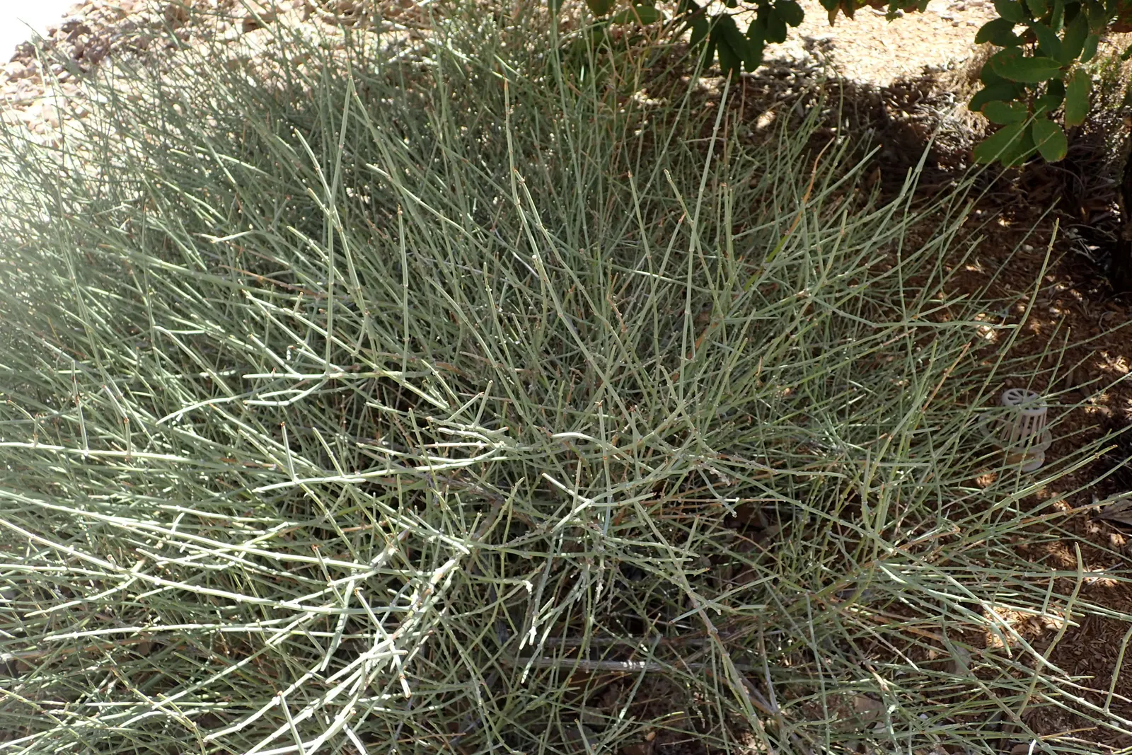 Mormon Tea (Ephedra Viridis) — is an evergreen shrub native to the arid regions of the southwestern United States; this resilient plant is known, image 74