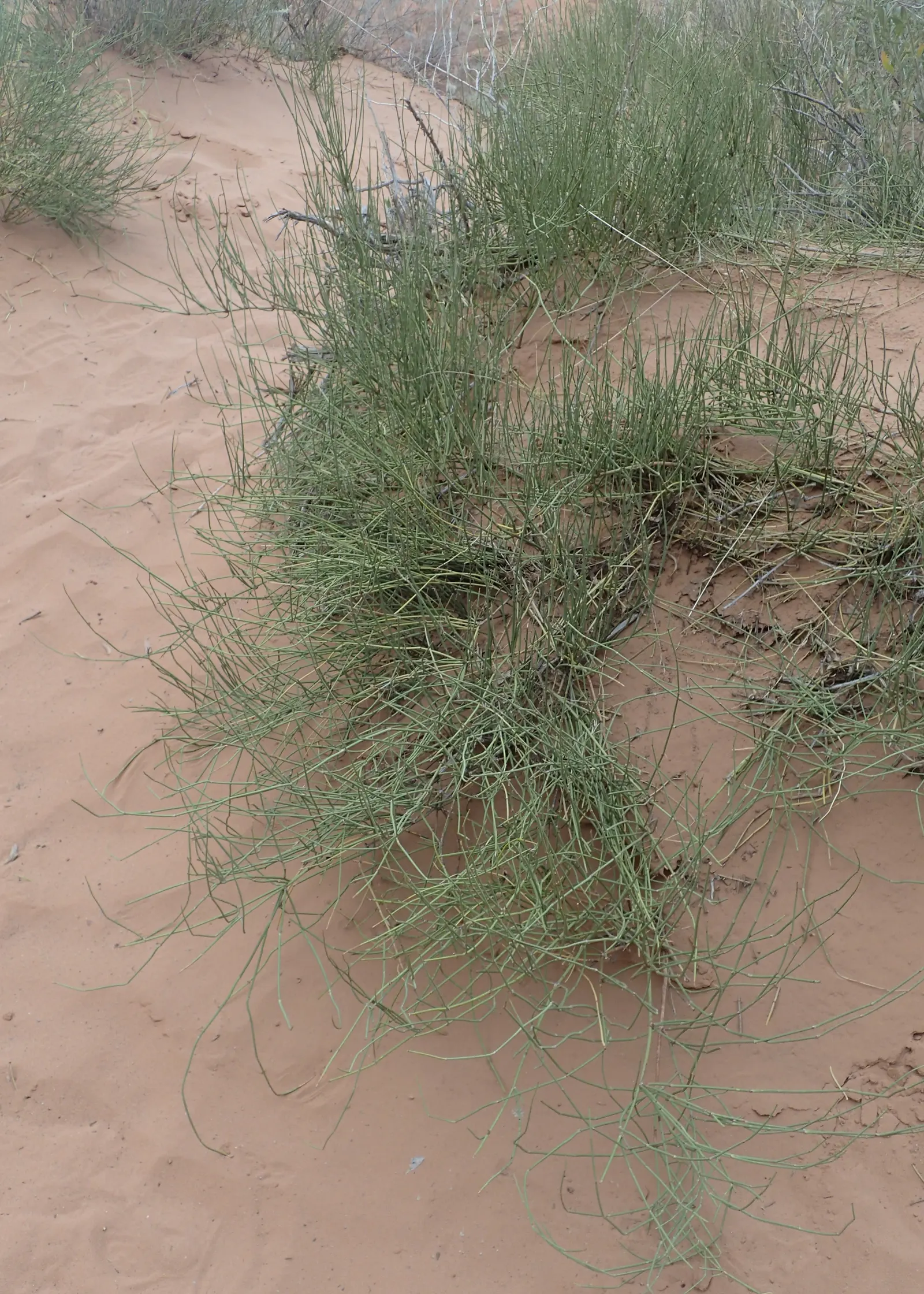 Mormon Tea (Ephedra Viridis) — This drought-tolerant plant prefers full sun and well-draining soils; its jointed green stems are leafless, with tiny