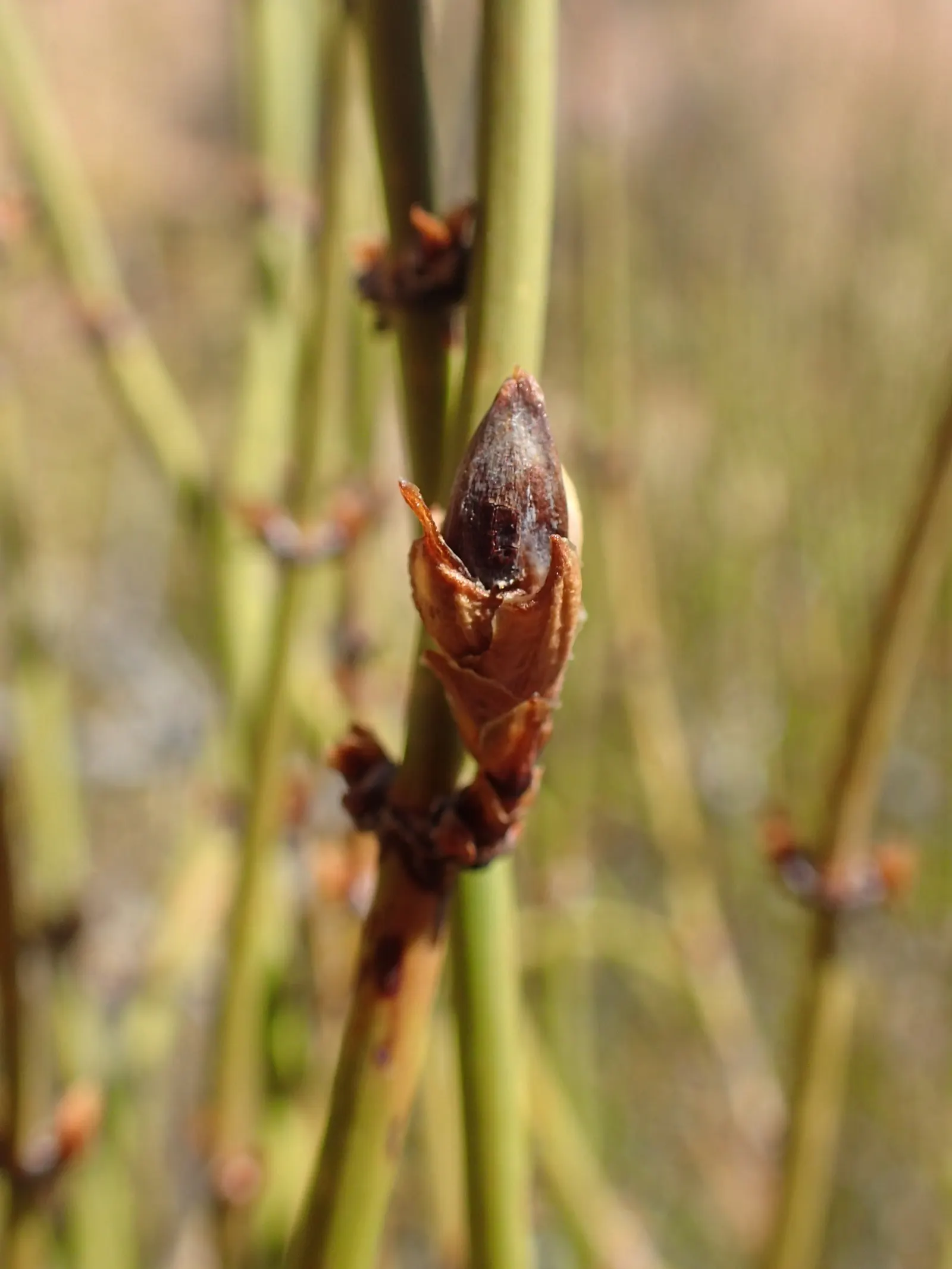 Mormon Tea (Ephedra Viridis) — where it can provide a sculptural element and year-round greenery; creating a unique textural component in the, image 65