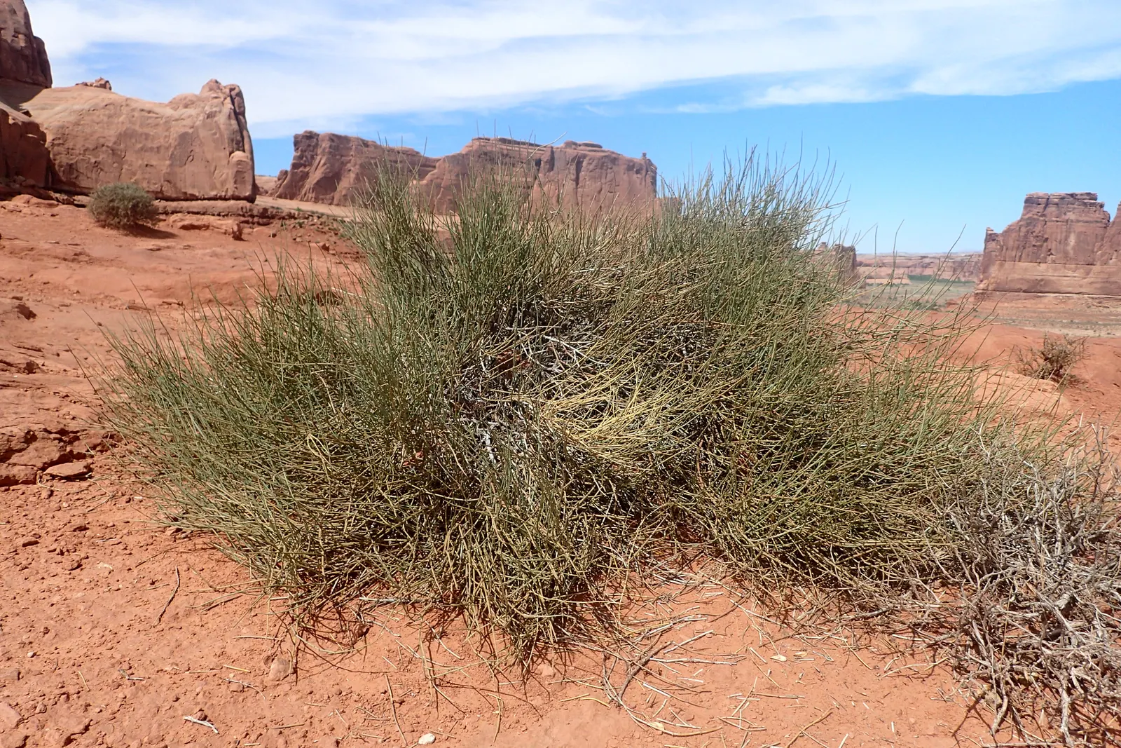 Mormon Tea (Ephedra Viridis) — For the modern landscape designer; it is a practical choice for low-maintenance gardens, image 85