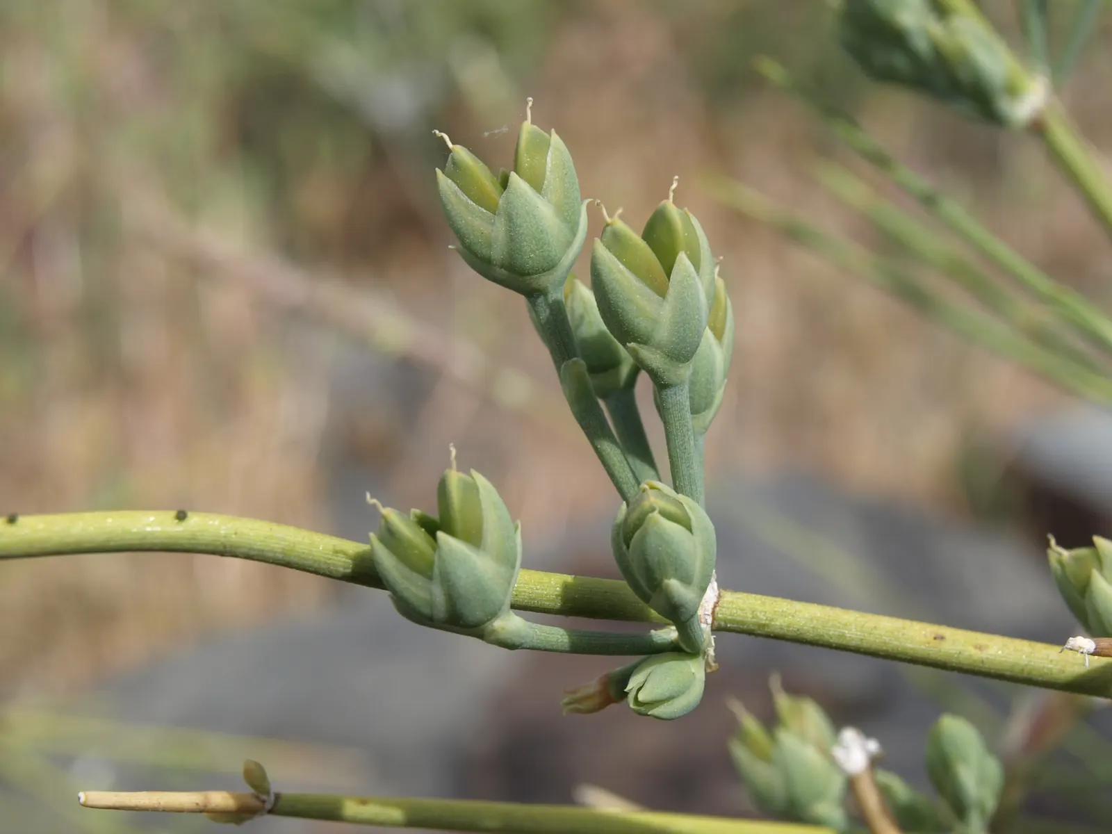 Mormon Tea (Ephedra Viridis) — shrub for full; for the modern landscape designer, image 66