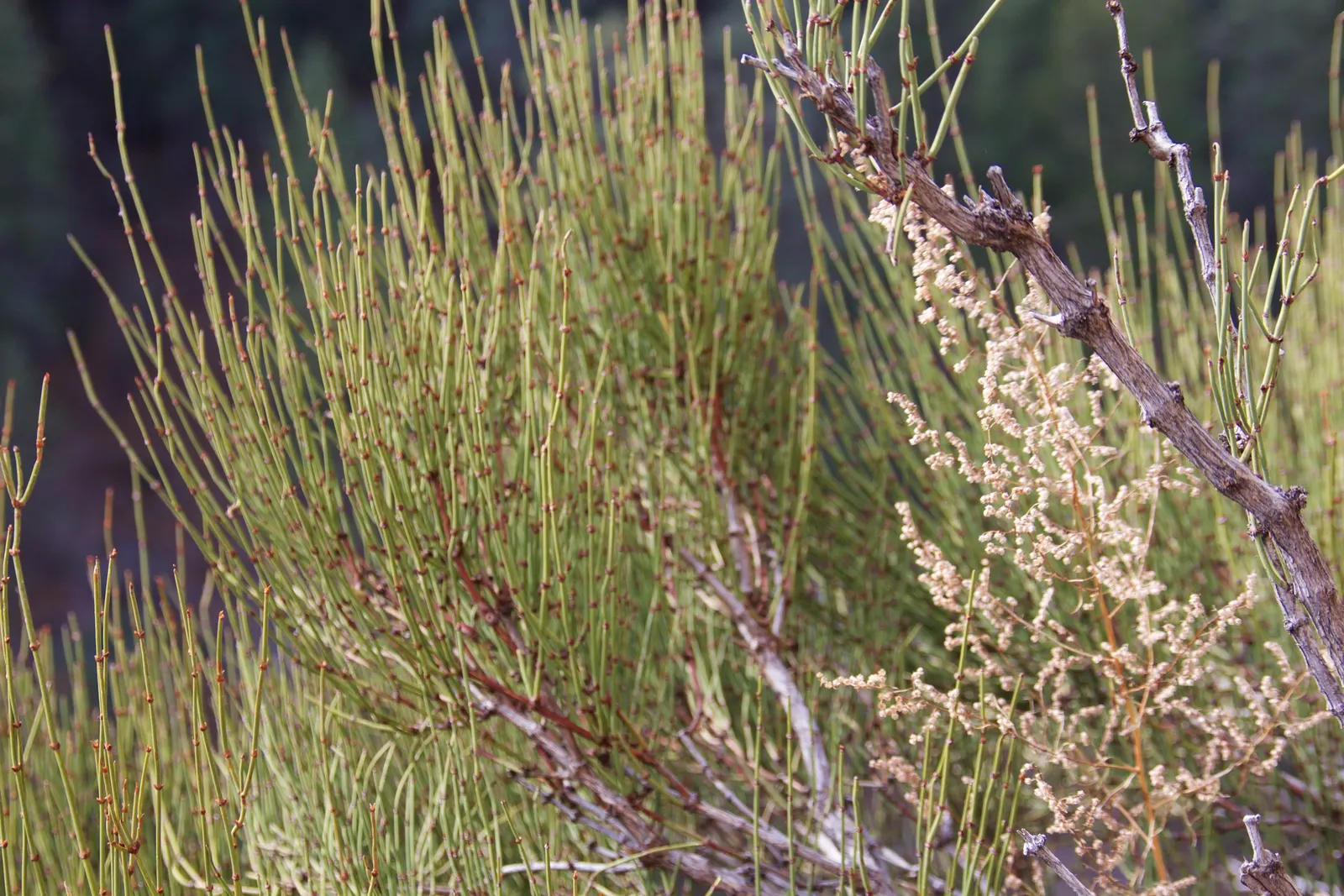 Mormon Tea (Ephedra Viridis) — For the modern landscape designer; it is a practical choice for low-maintenance gardens, image 107