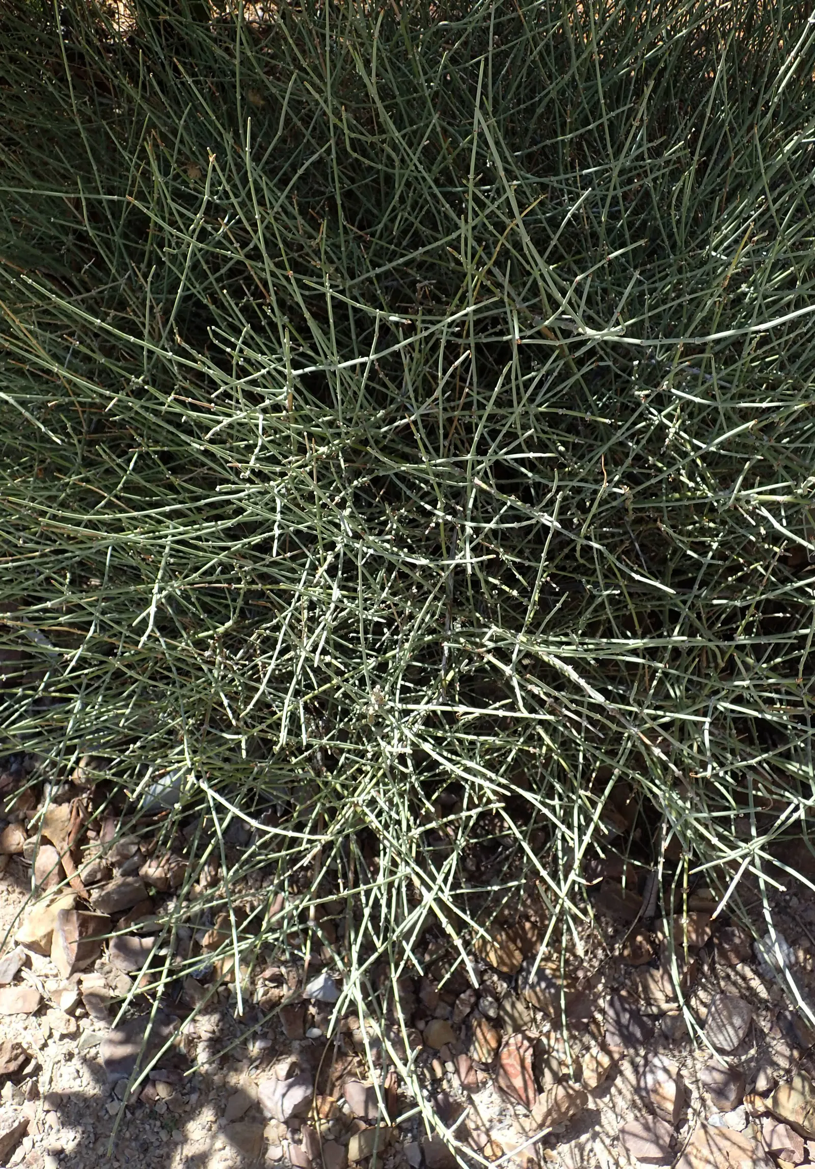 Mormon Tea (Ephedra Viridis) — Avoid excessive watering to promote healthy growth; minimal maintenance is required, image 72