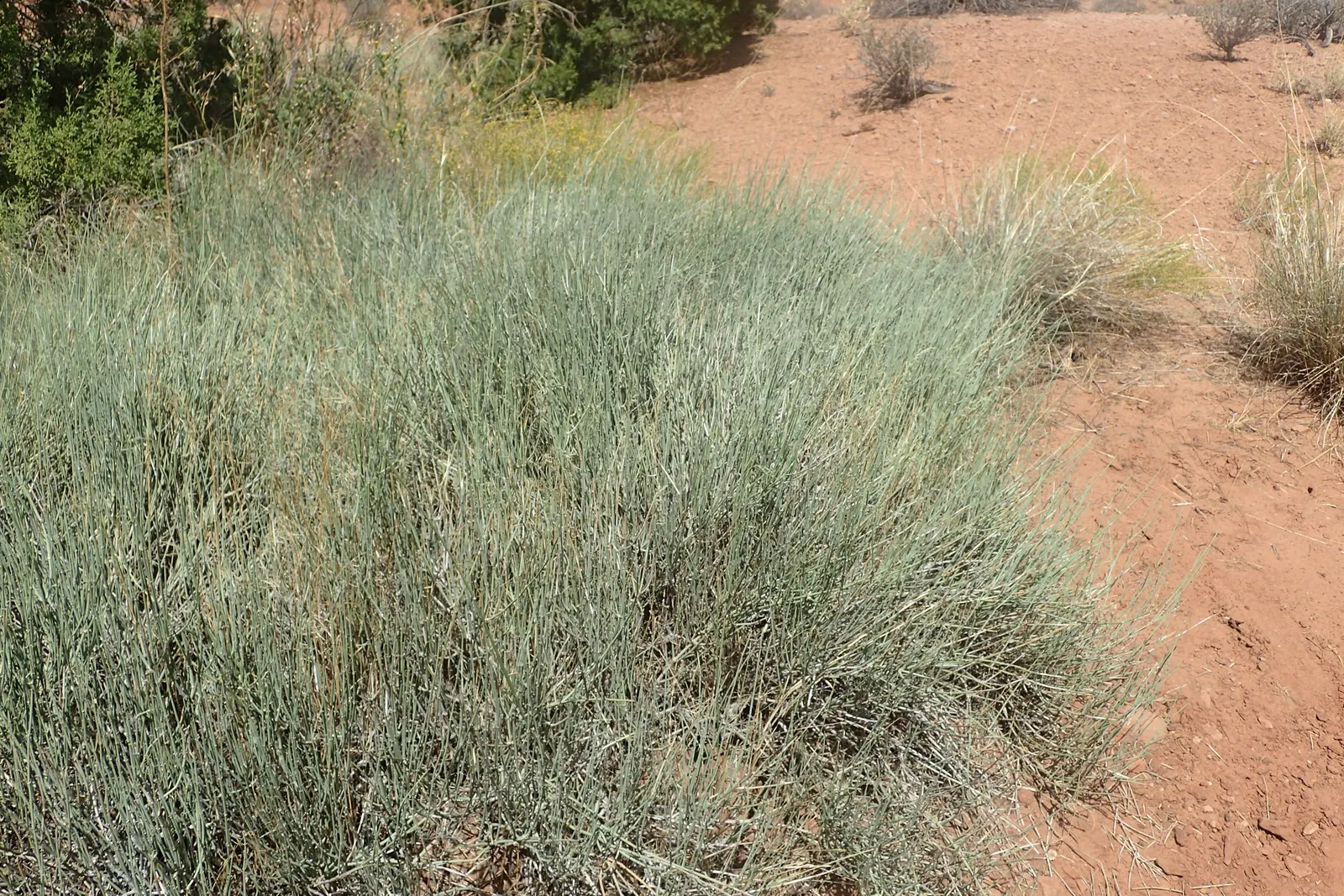 Mormon Tea (Ephedra Viridis) — Its jointed green stems are leafless, with tiny, scale-like leaves; as early Mormon settlers brewed a tea from its stems
