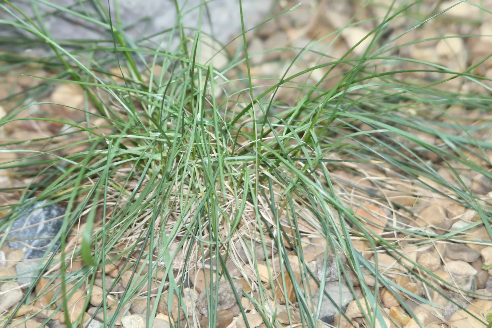 Mormon Tea (Ephedra Viridis) — thriving in USDA hardiness zones 6 through 9; scientifically referred to as Ephedra viridis, image 80