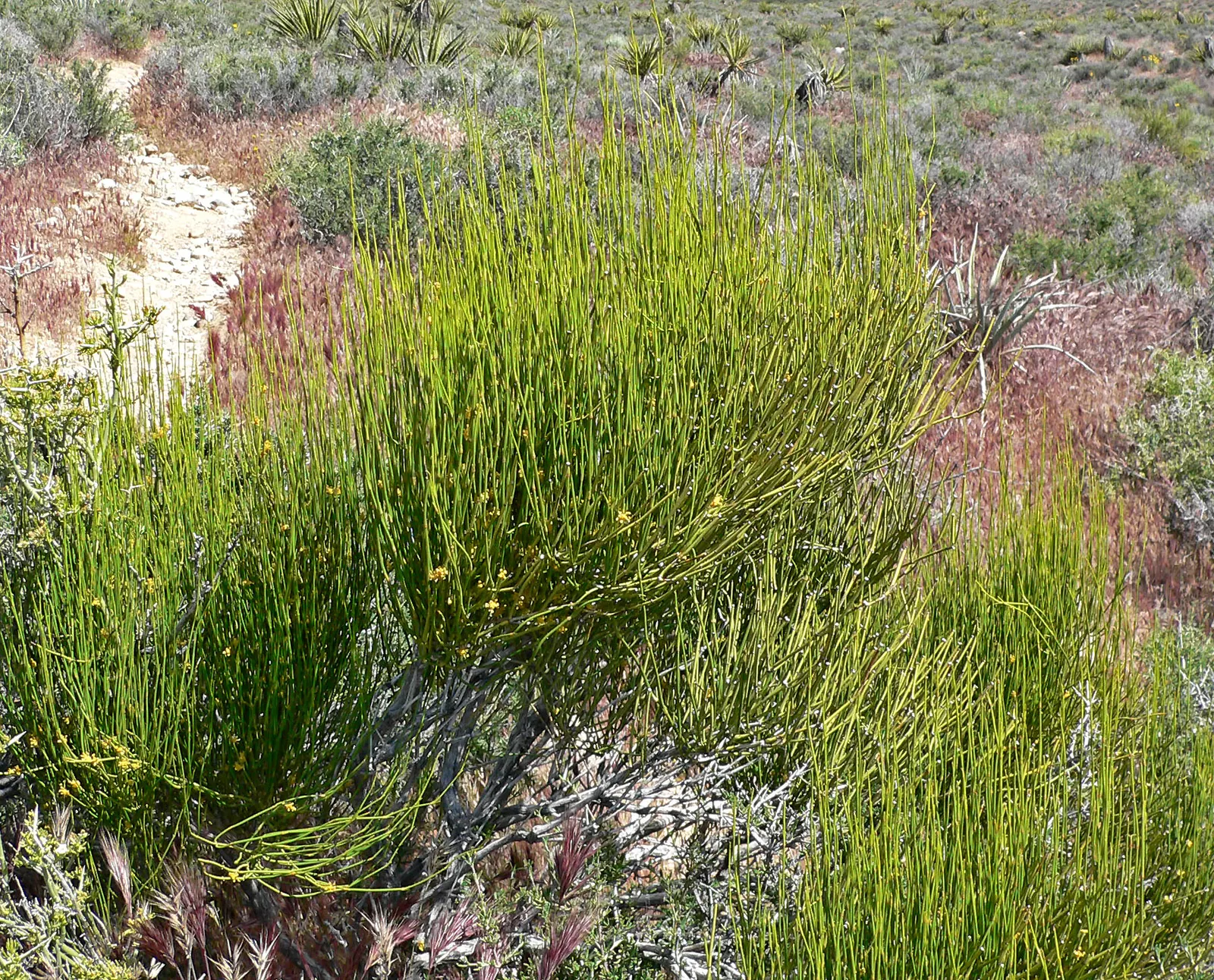 Mormon Tea (Ephedra Viridis) — Ephedra viridis, commonly known as Mormon Tea, is a hardy evergreen shrub native to the Southwestern US; this, image 89