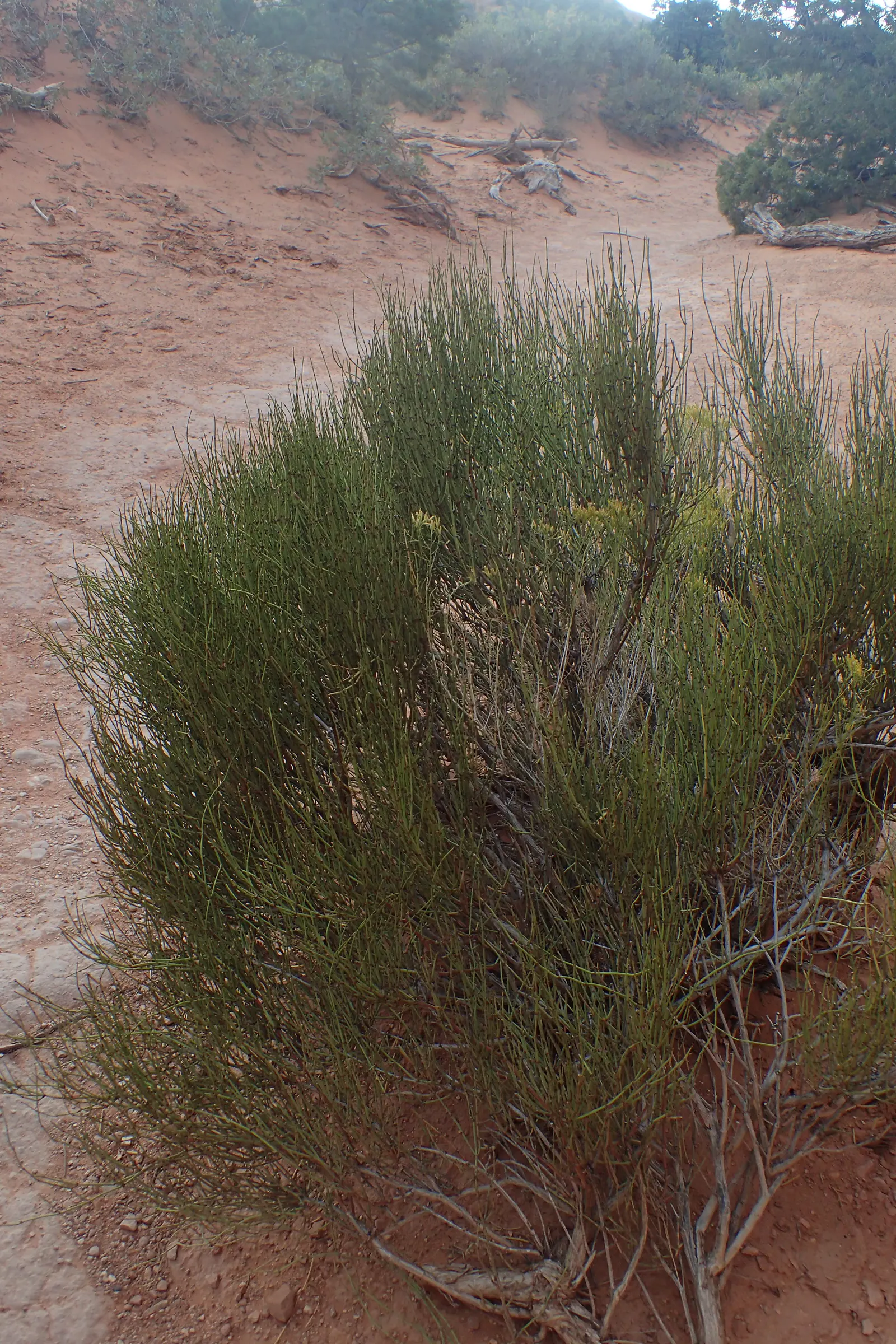 Mormon Tea (Ephedra Viridis) — Its small, scale-like leaves are virtually inconspicuous, and the stems perform photosynthesis; shrub for full, image 79