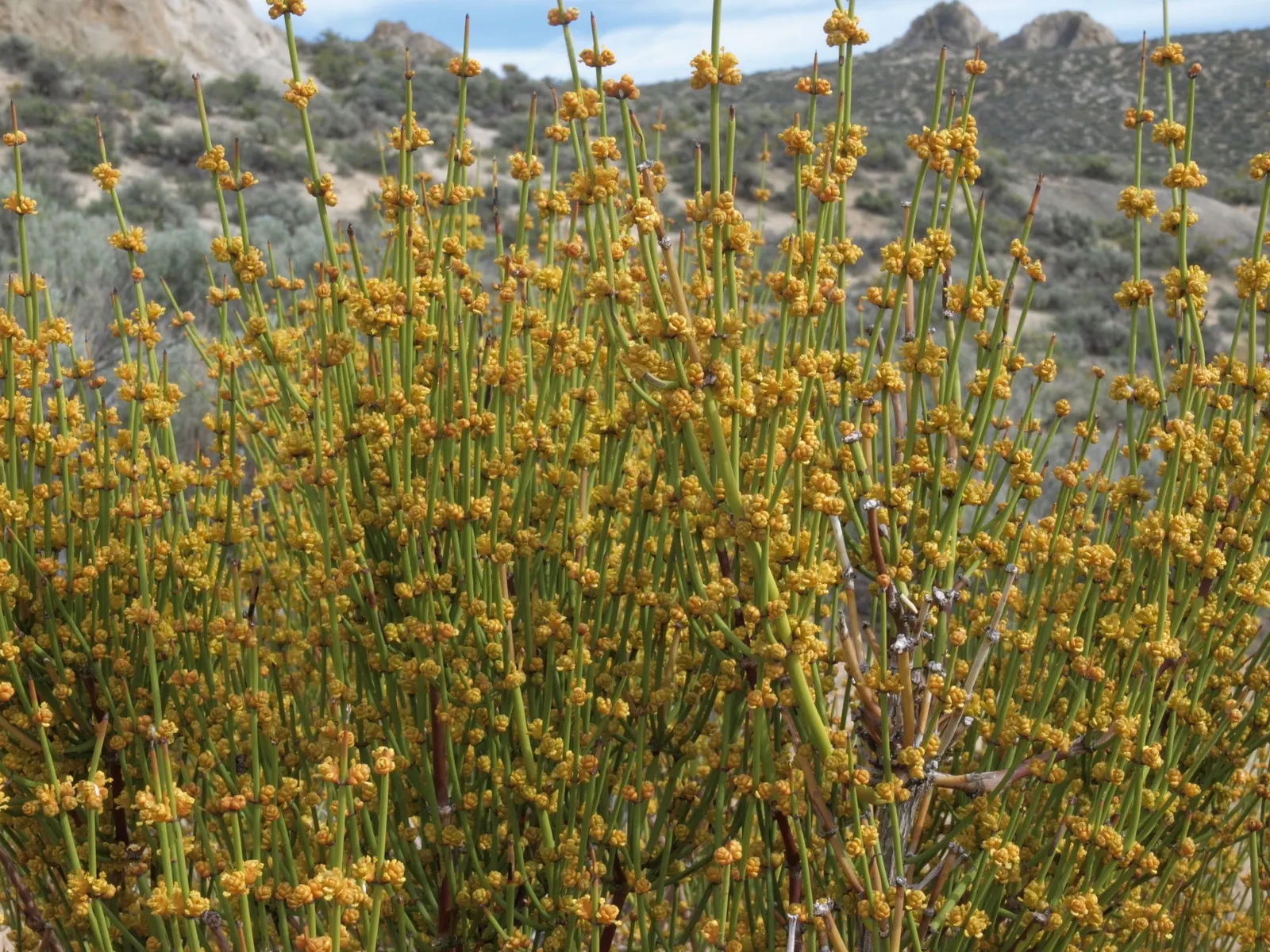 Mormon Tea (Ephedra Viridis) — This drought-tolerant plant prefers full sun and well-draining soils; its jointed green stems are leafless, with tiny, image 92