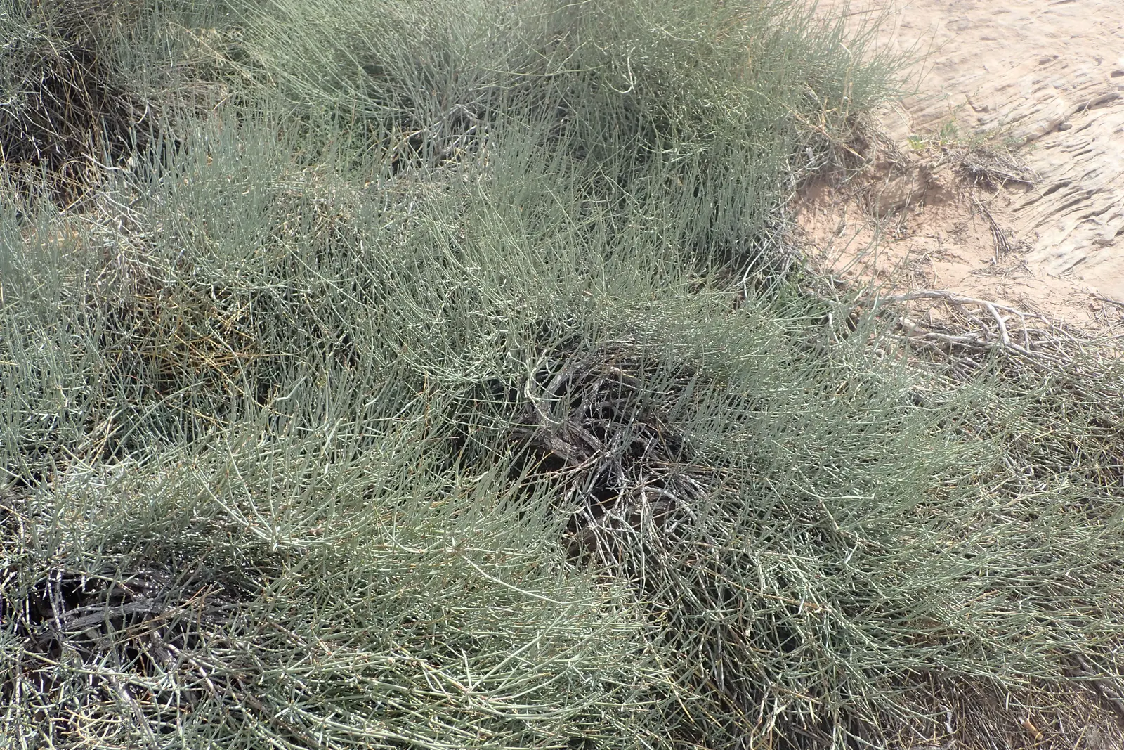 Mormon Tea (Ephedra Viridis) — Avoid excessive watering to promote healthy growth; minimal maintenance is required