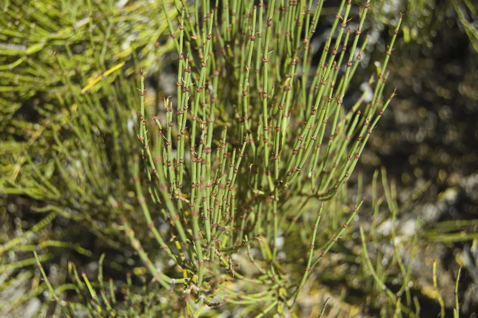 Mormon Tea (Ephedra Viridis) — Its jointed green stems are leafless, with tiny, scale-like leaves; as early Mormon settlers brewed a tea from its, image 91