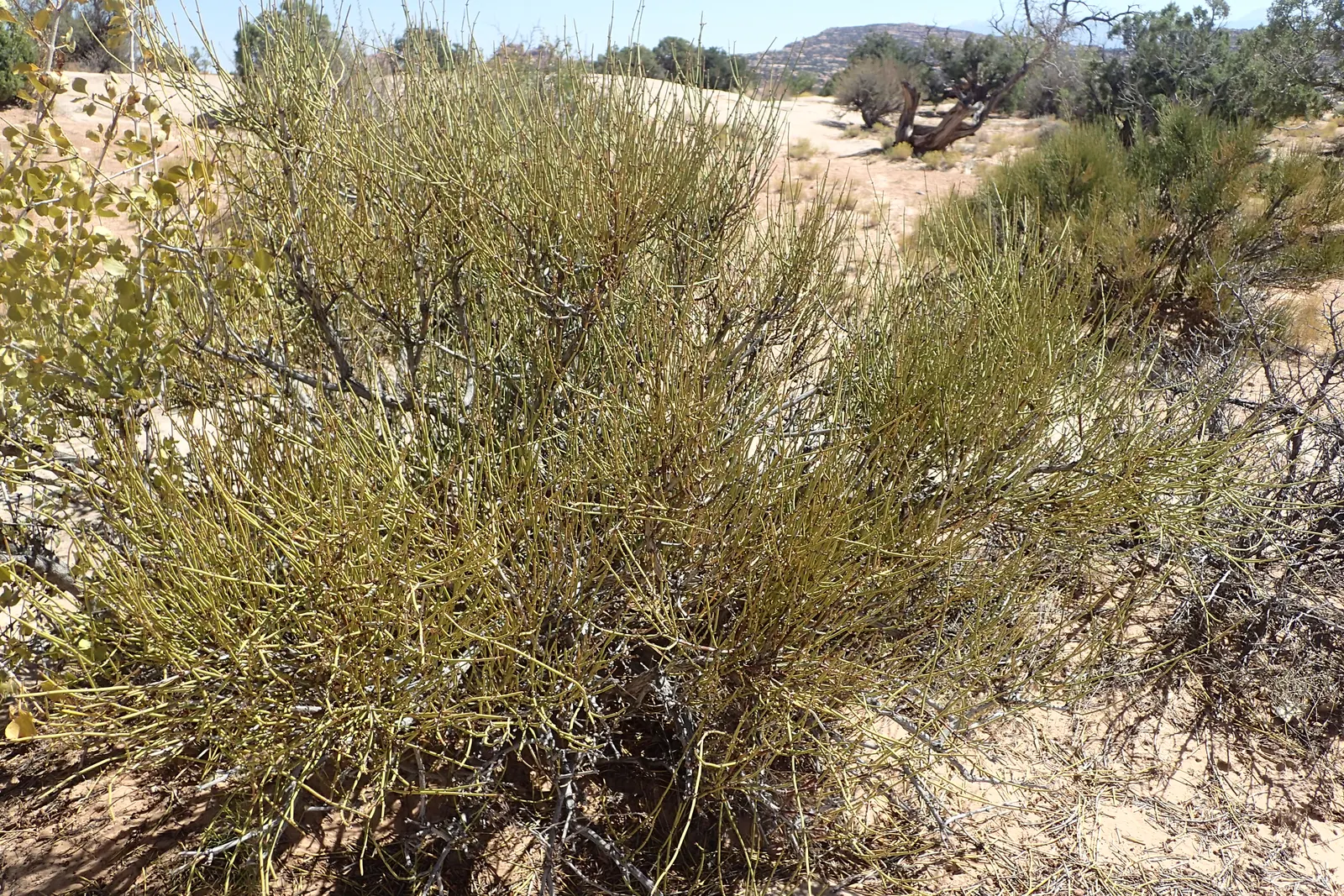 Mormon Tea (Ephedra Viridis) — It reaches up to 3-4 feet tall and wide and thrives in USDA zones 5-9