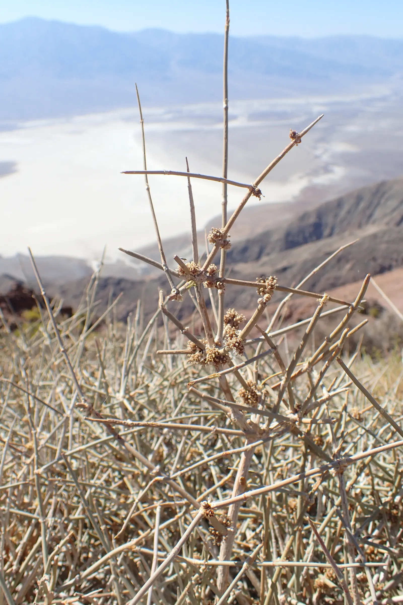 Mormon Tea (Ephedra Viridis) — making it an excellent choice for water-wise landscapes and rock gardens; jointed green stems that lack traditional, image 71