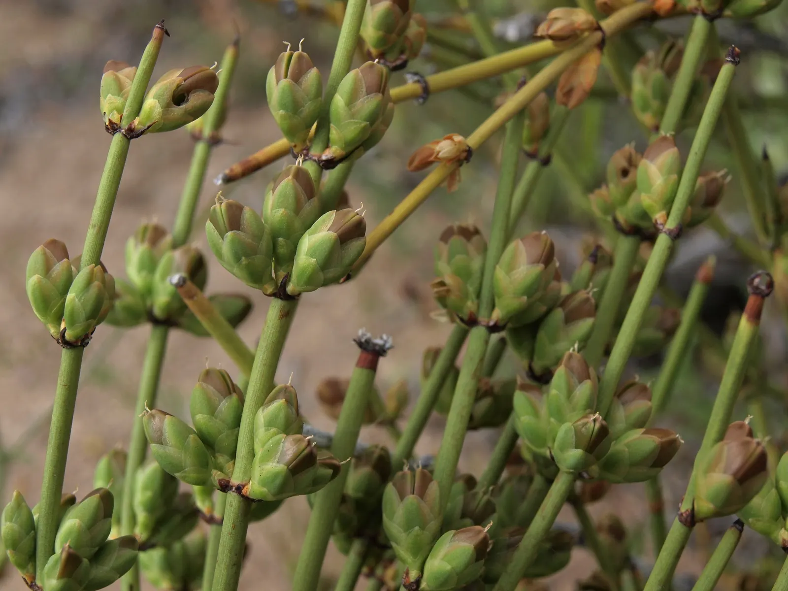 Mormon Tea (Ephedra Viridis) — Minimal maintenance is required; avoid excessive watering to promote healthy growth, image 105