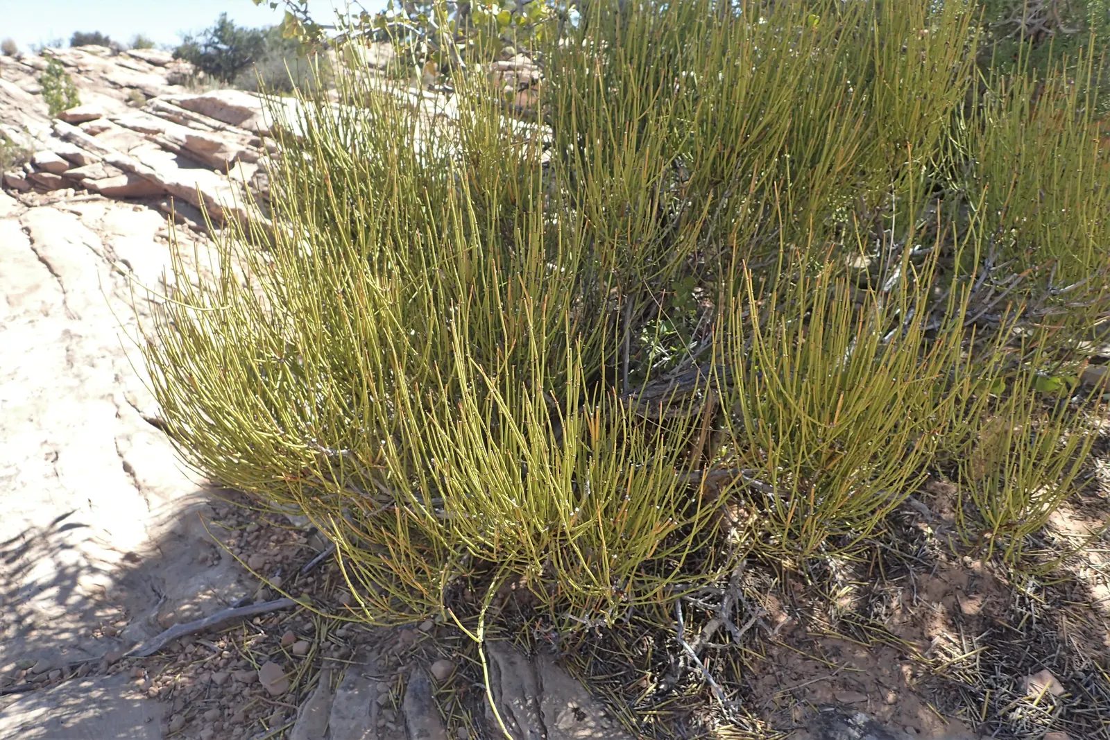 Mormon Tea (Ephedra Viridis) — scientifically referred to as Ephedra viridis; it reaches up to 3-4 feet tall and wide and thrives in USDA zones 5-9