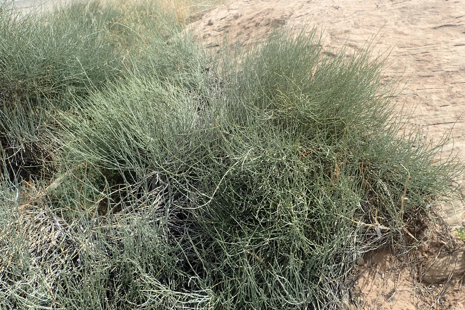 Mormon Tea (Ephedra Viridis) — Its jointed green stems are leafless, with tiny, scale-like leaves; as early Mormon settlers brewed a tea from its, image 69