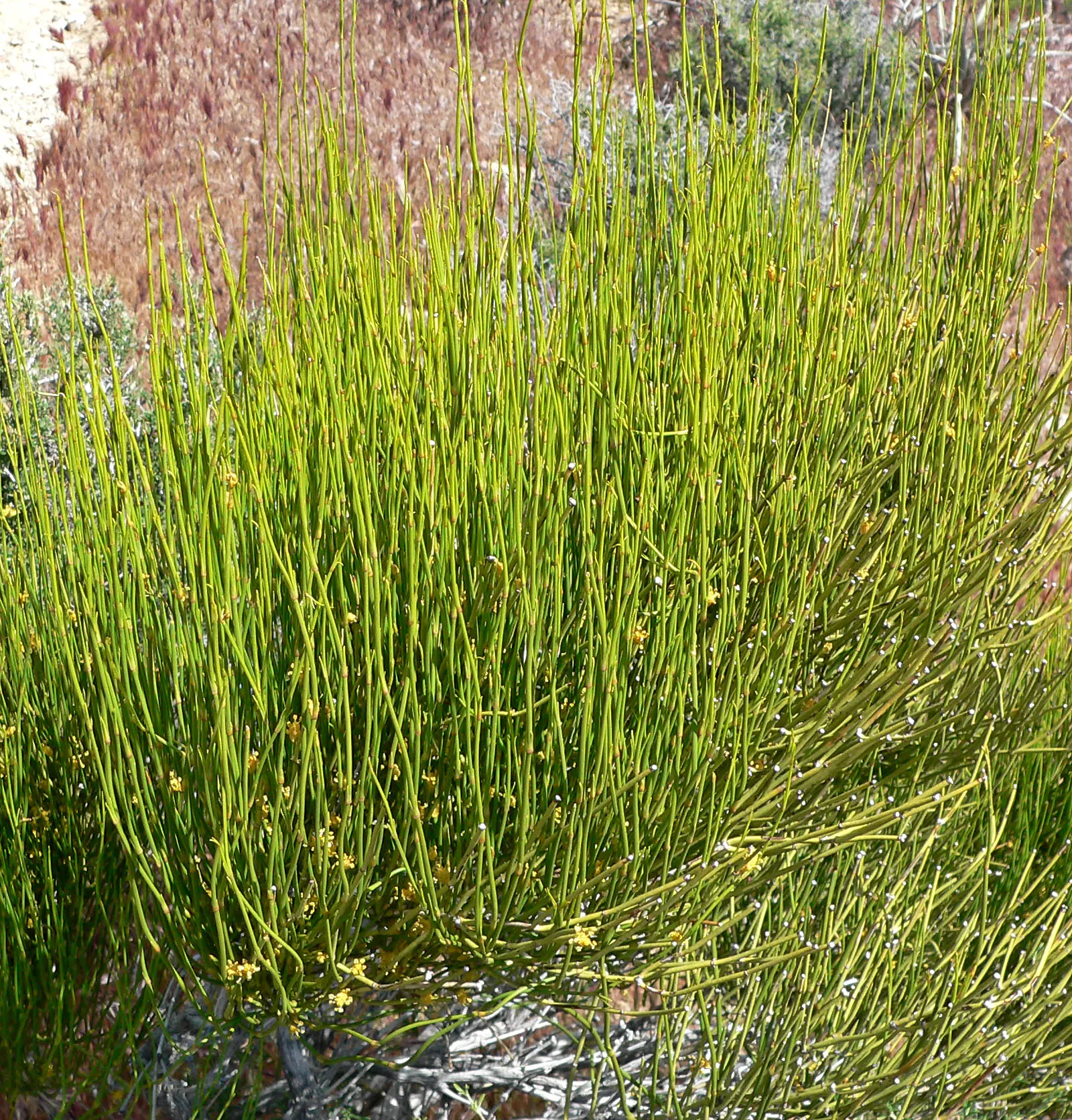 Mormon Tea (Ephedra Viridis) — This resilient plant is known for its striking; as long as there is adequate drainage, image 75