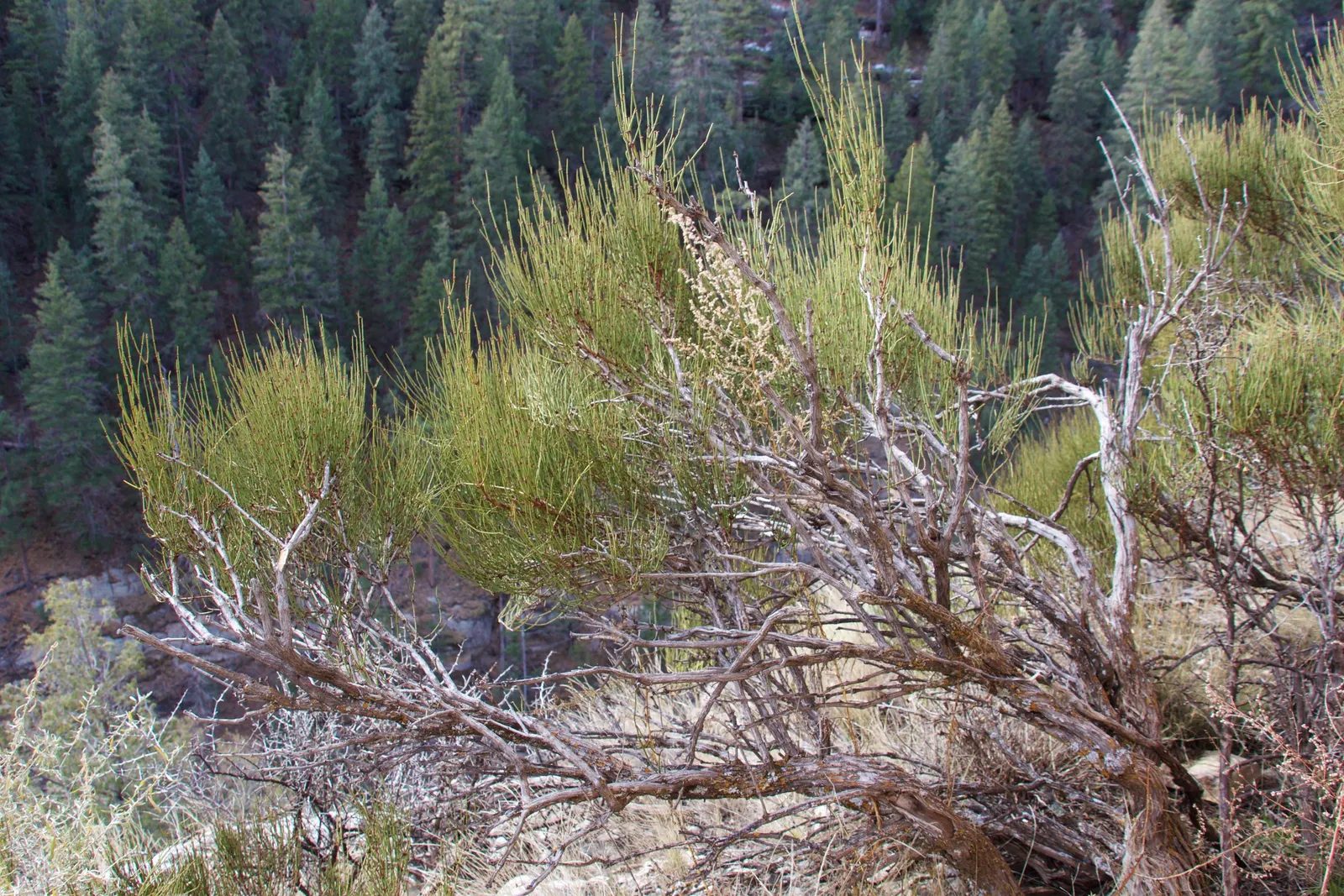 Mormon Tea (Ephedra Viridis) — as early Mormon settlers brewed a tea from its stems; its small, scale-like leaves are virtually inconspicuous, and, image 106