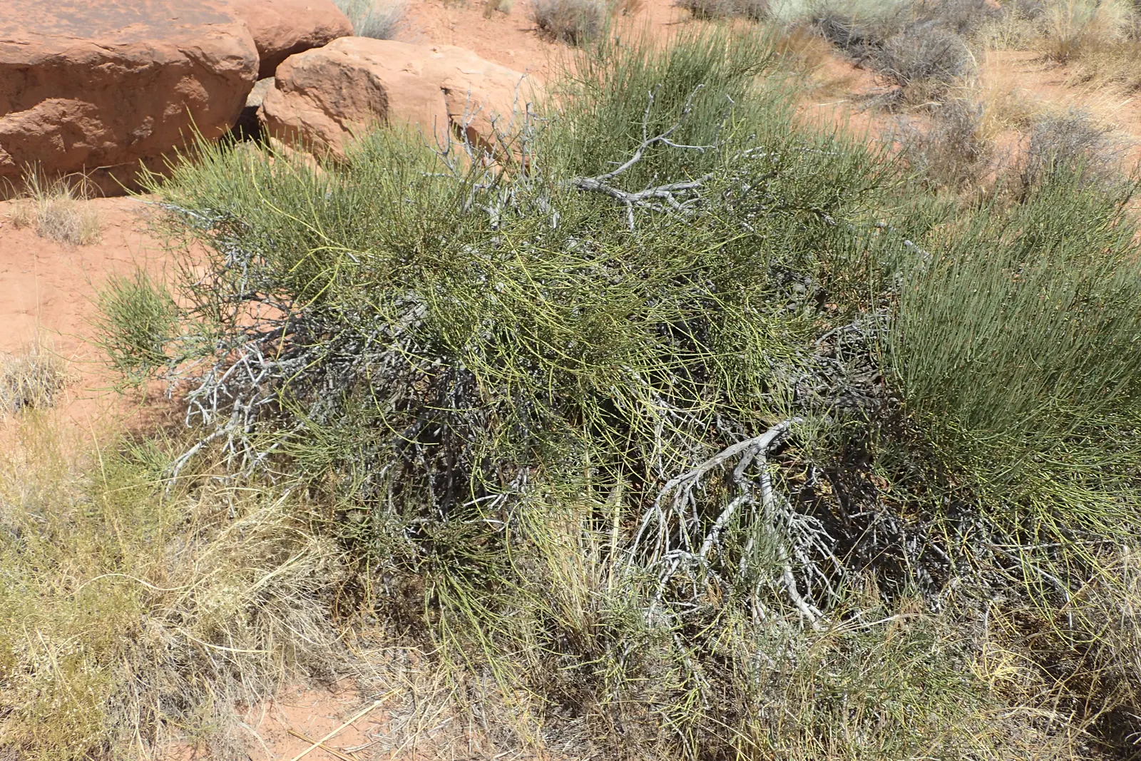 Mormon Tea (Ephedra Viridis) — It reaches up to 3-4 feet tall and wide and thrives in USDA zones 5-9; with a similar spread.<br><br>The growth, image 68