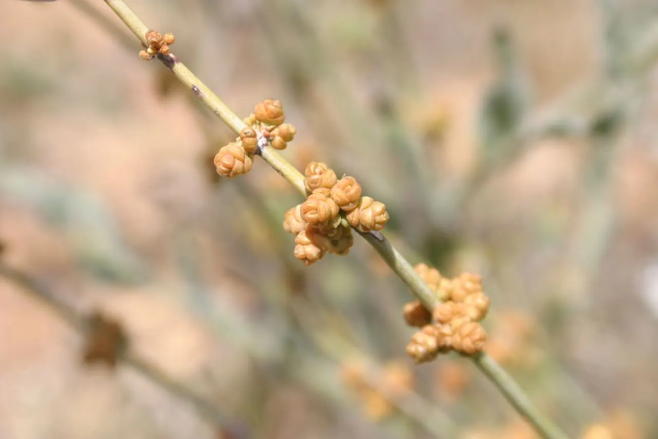 Mormon Tea (Ephedra Viridis) — This drought-tolerant plant prefers full sun and well-draining soils; its jointed green stems are leafless, with tiny, image 70