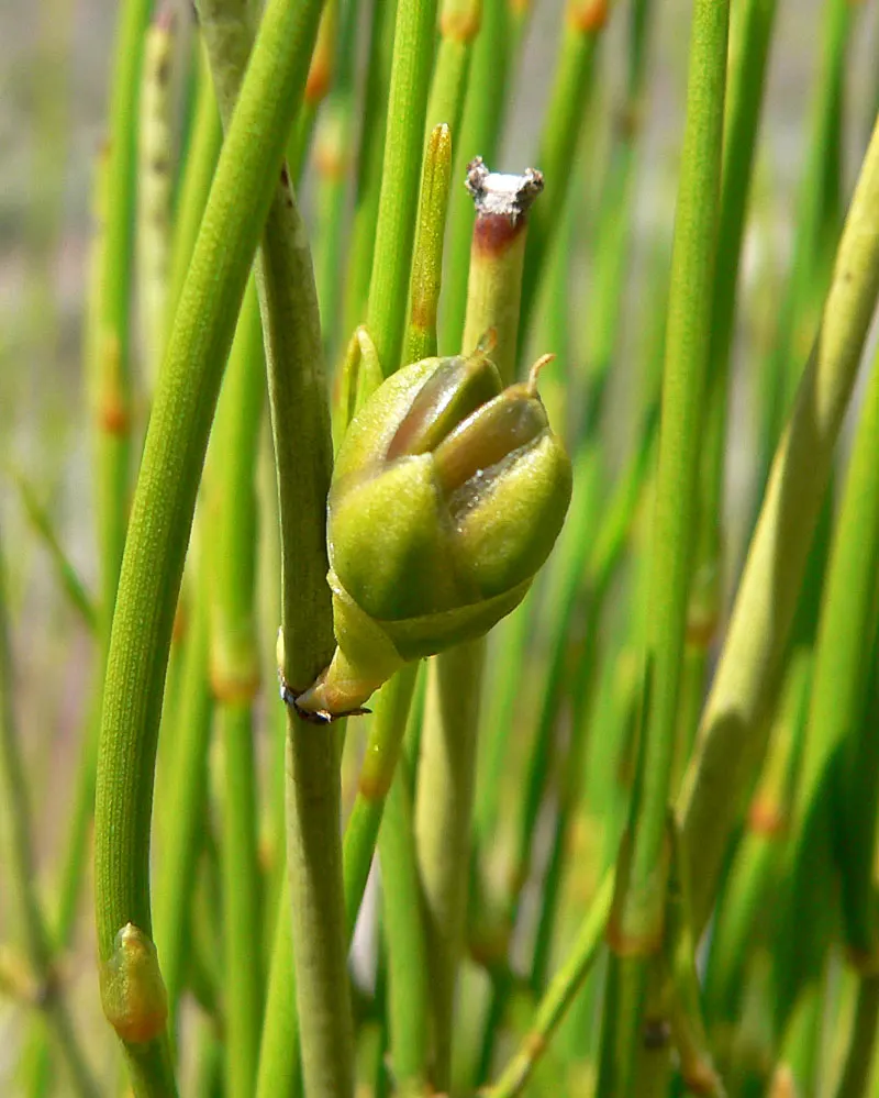 Mormon Tea (Ephedra Viridis) — It reaches up to 3-4 feet tall and wide and thrives in USDA zones 5-9; with a similar spread.<br><br>The growth, image 90