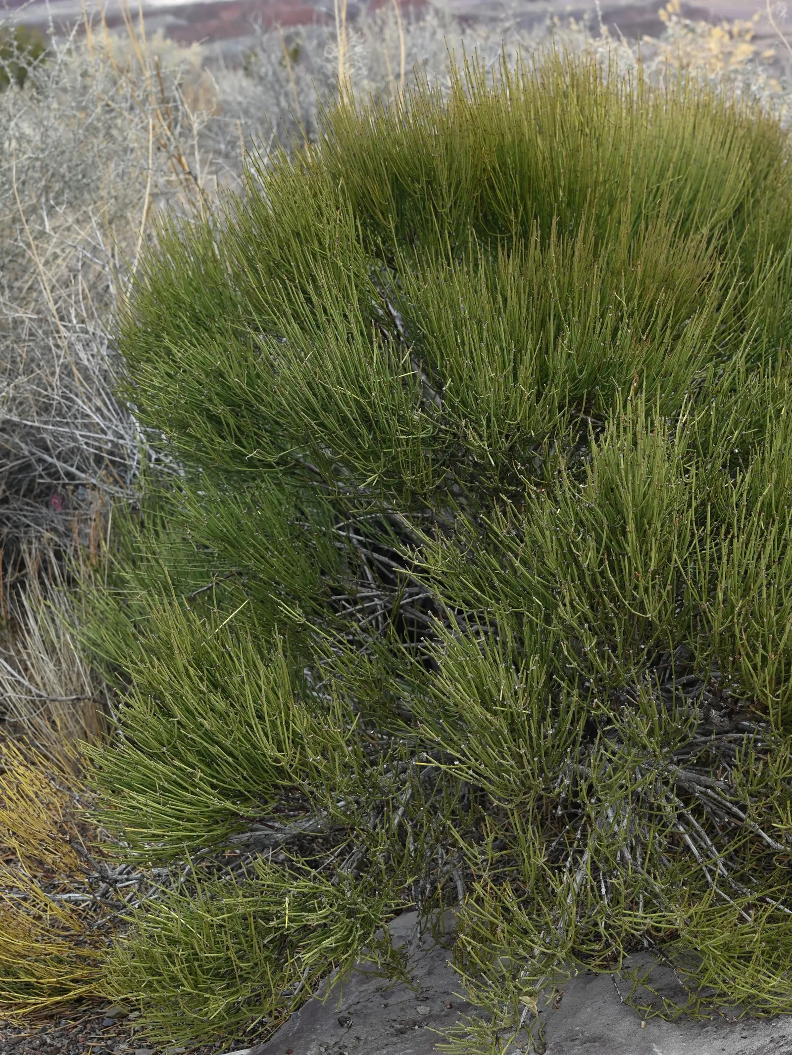 Mormon Tea (Ephedra Viridis) — creating a unique textural component in the landscape; it prefers well-drained soils and full sun exposure but can, image 78