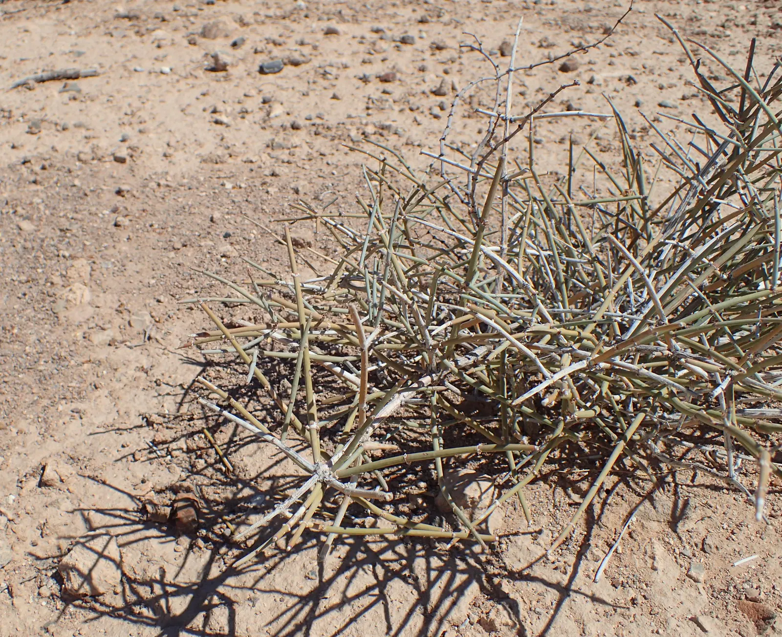 Mormon Tea (Ephedra Viridis) — scientifically referred to as Ephedra viridis; it reaches up to 3-4 feet tall and wide and thrives in USDA zones 5-9, image 73