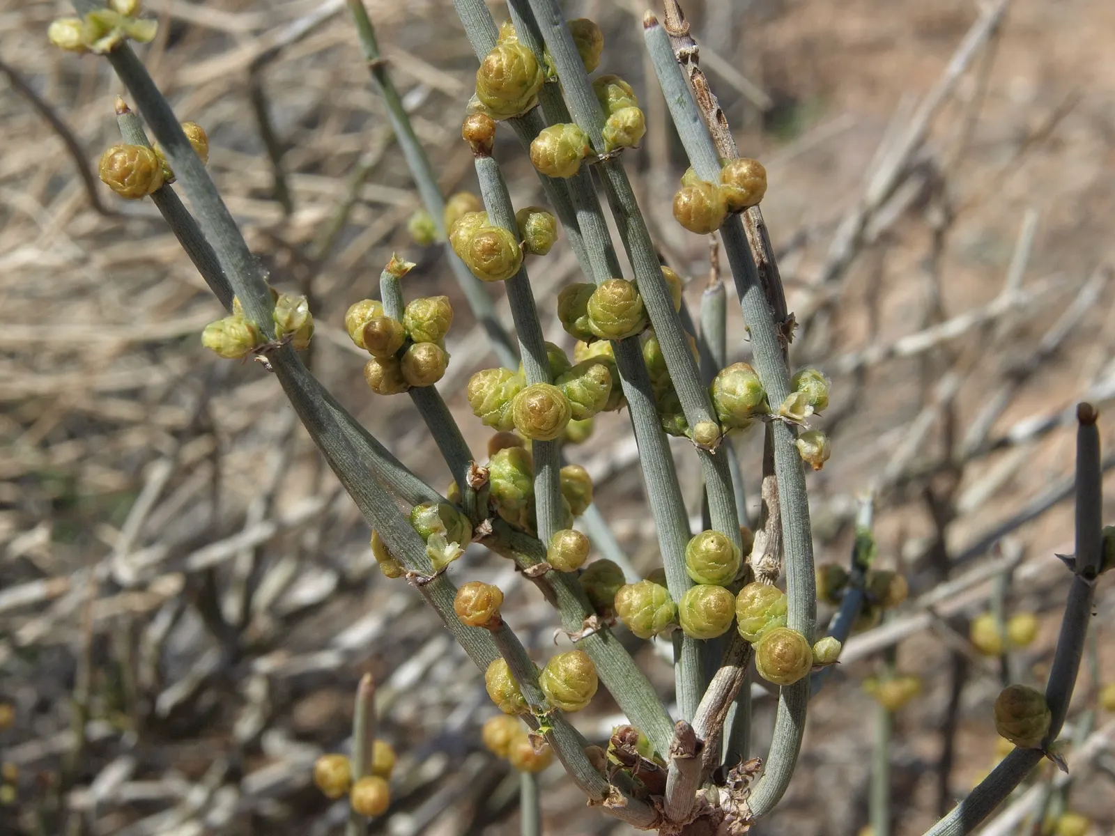 Mormon Tea (Ephedra Viridis) — jointed green stems that lack traditional leaves and can reach heights between 2 and 4 feet; ephedra viridis, image 76