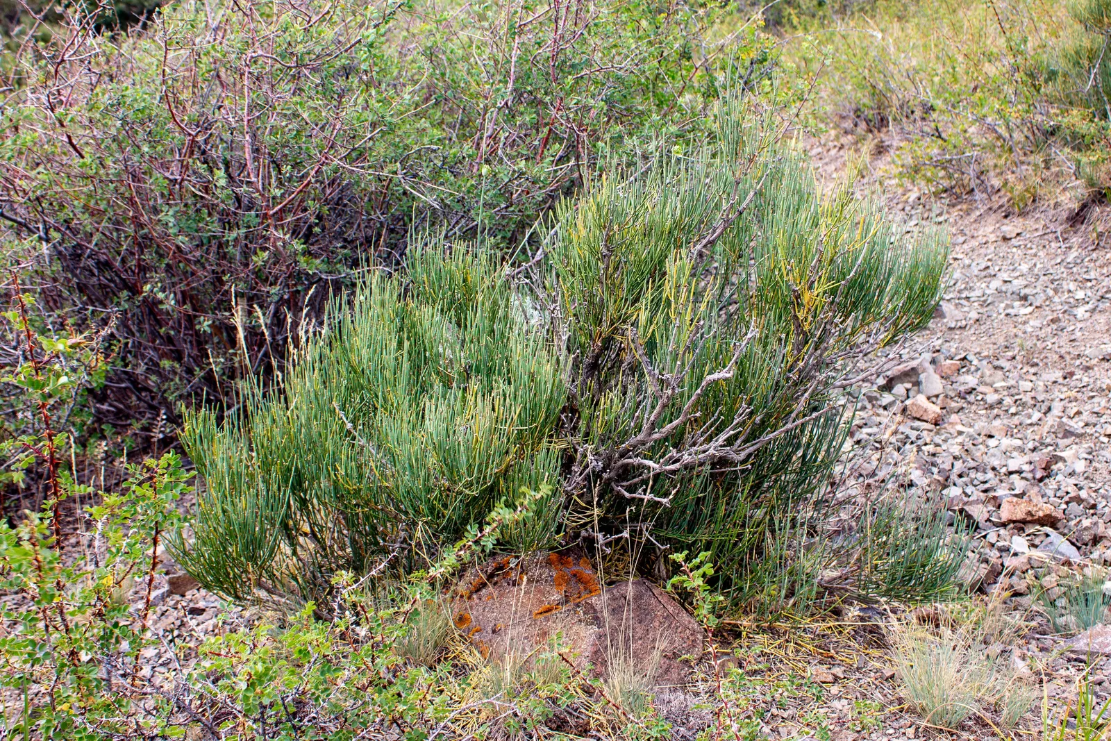 Mormon Tea (Ephedra Viridis) — it is a practical choice for low-maintenance gardens; making it an excellent choice for water-wise landscapes and, image 108
