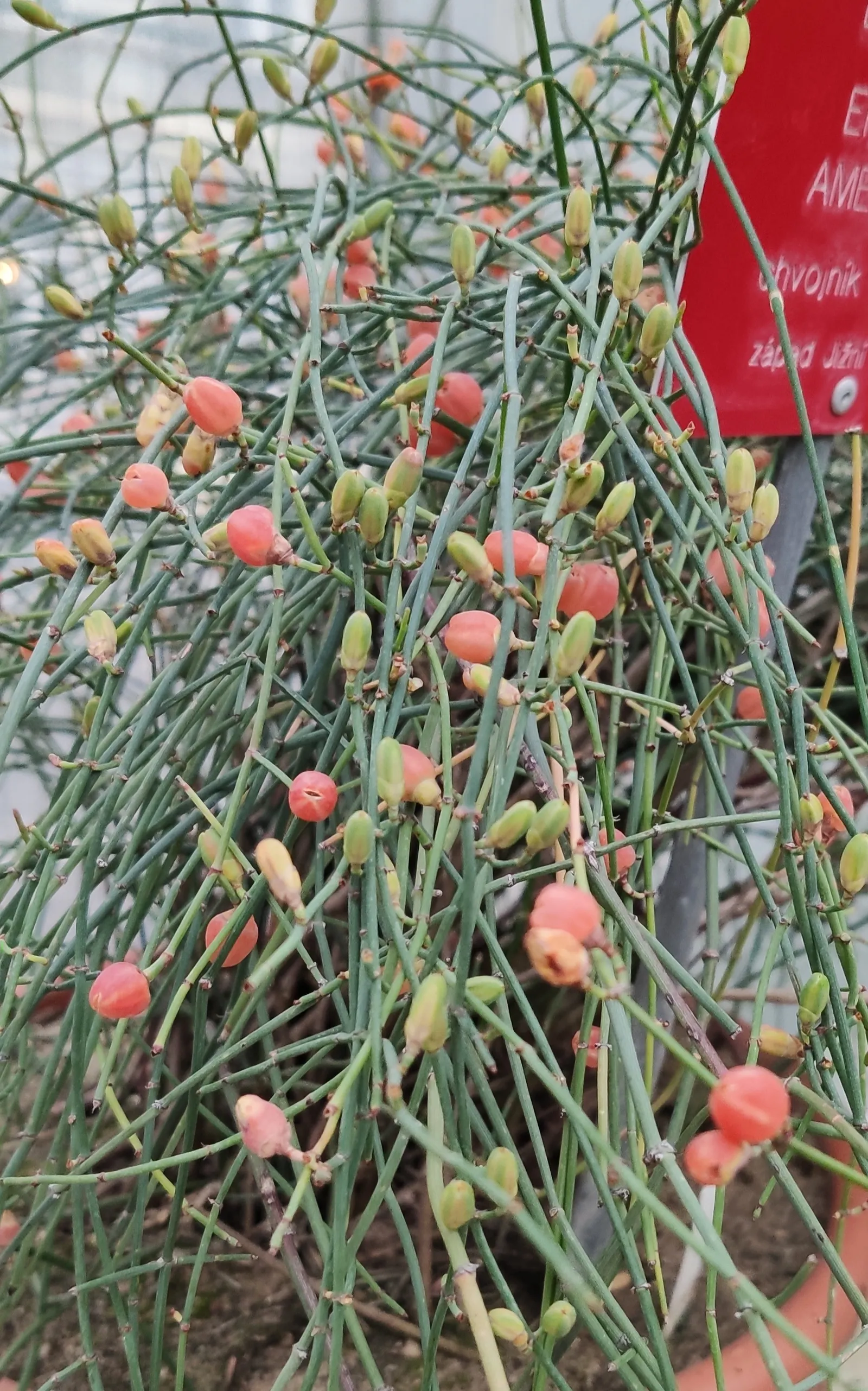 Mormon Tea (Ephedra Viridis) — where it can provide a sculptural element and year-round greenery; creating a unique textural component in the, image 87