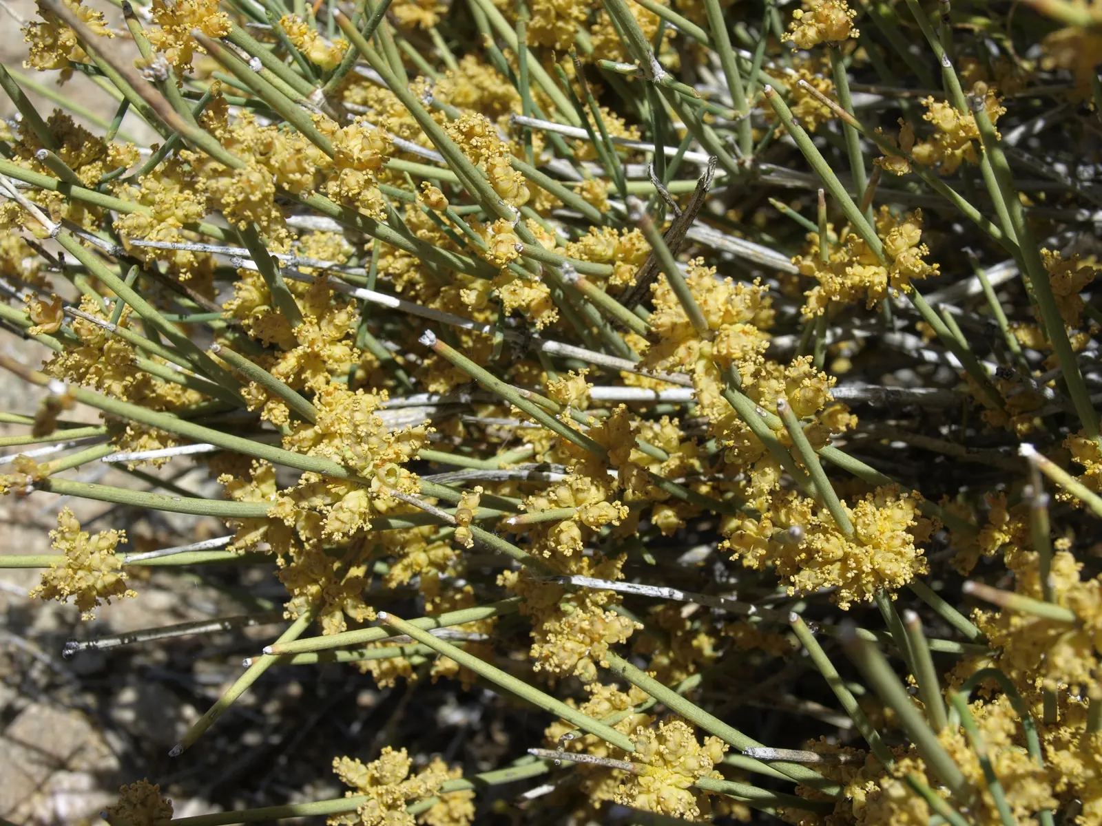 Mormon Tea (Ephedra Viridis) — Ephedra viridis, commonly known as Mormon Tea, is a hardy evergreen shrub native to the Southwestern US; this, image 67