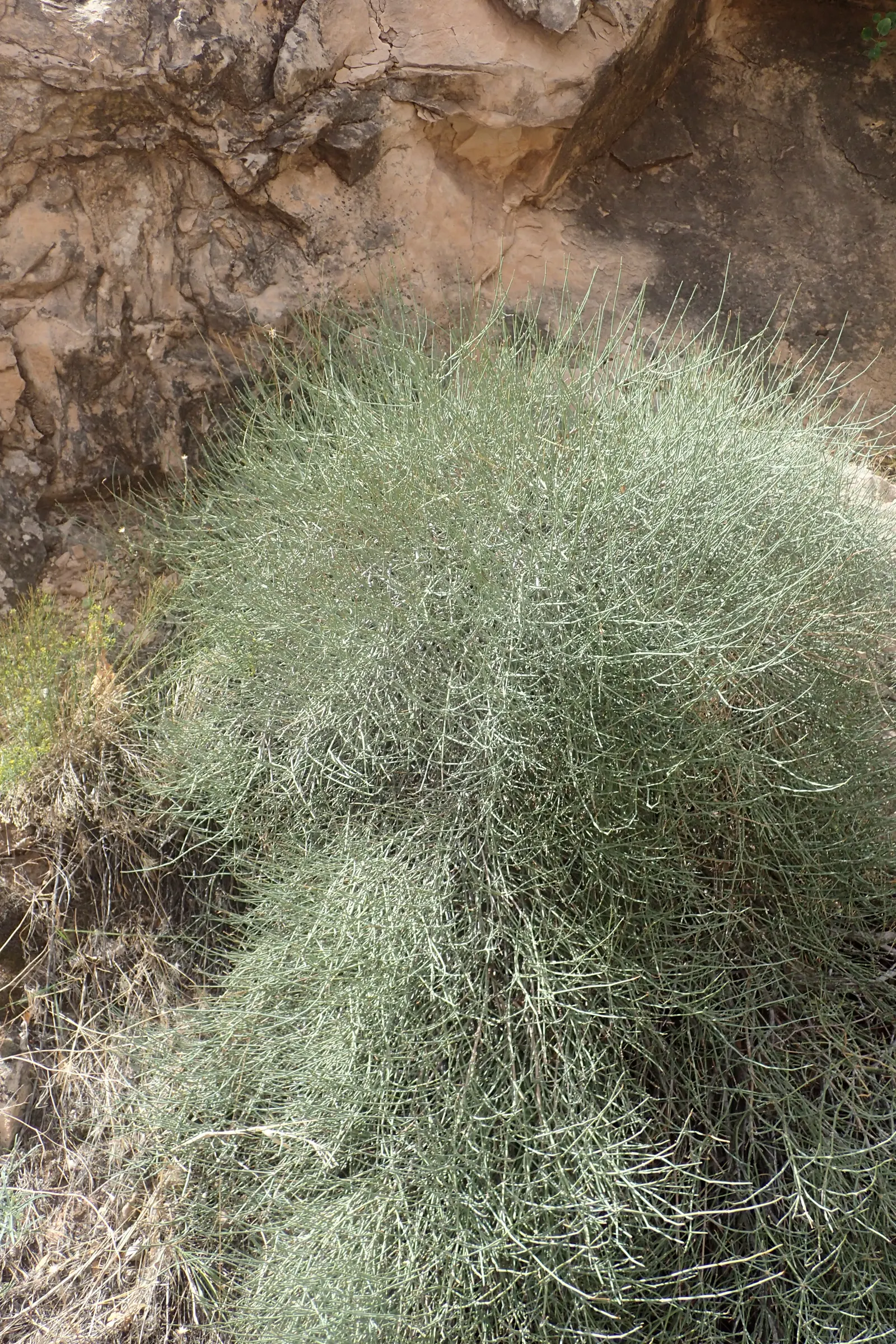 Mormon Tea (Ephedra Viridis) — thriving in USDA hardiness zones 6 through 9