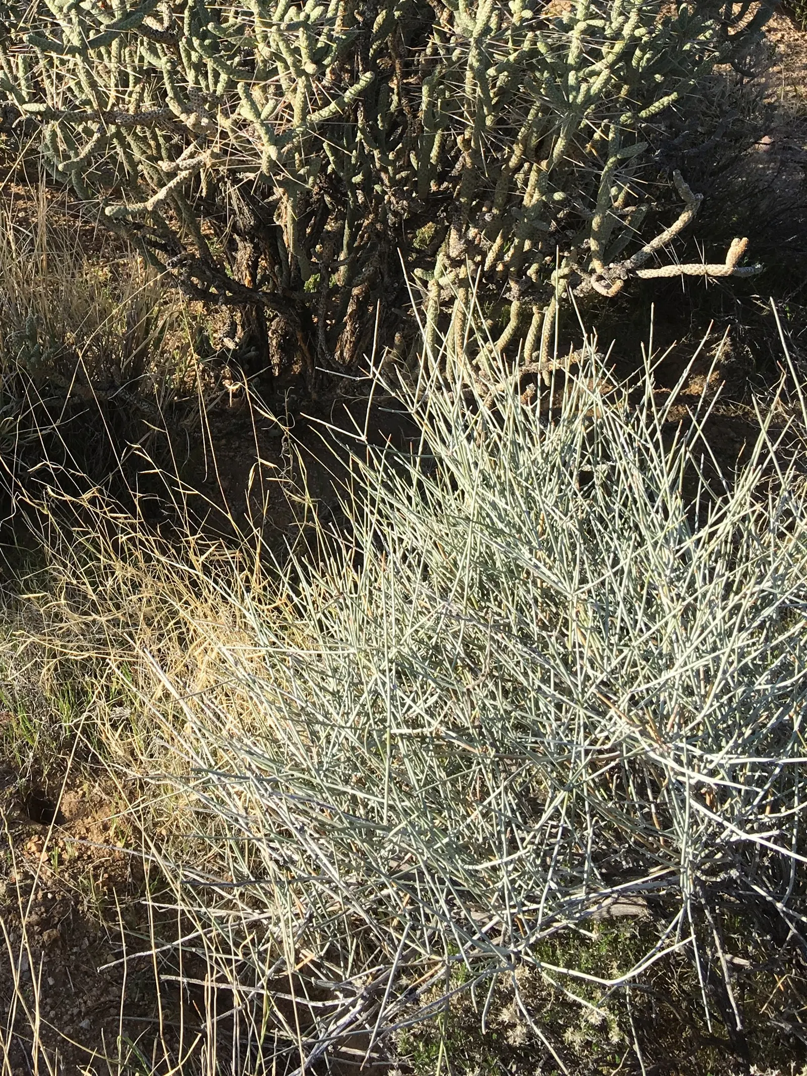 Mormon Tea (Ephedra Viridis) — with a similar spread.<br><br>The growth habit of Ephedra viridis is upright and often clumping; is an evergreen, image 77