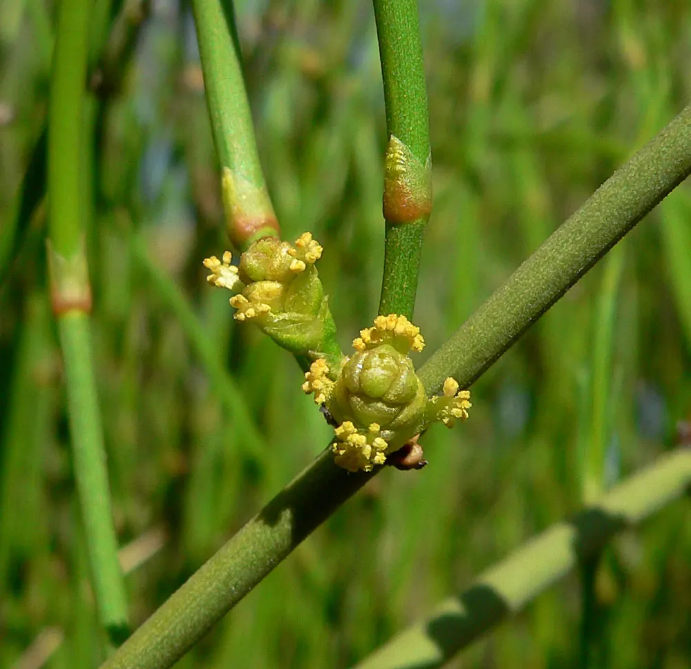 Mormon Tea (Ephedra Viridis) — it is a practical choice for low-maintenance gardens; making it an excellent choice for water-wise landscapes and, image 86