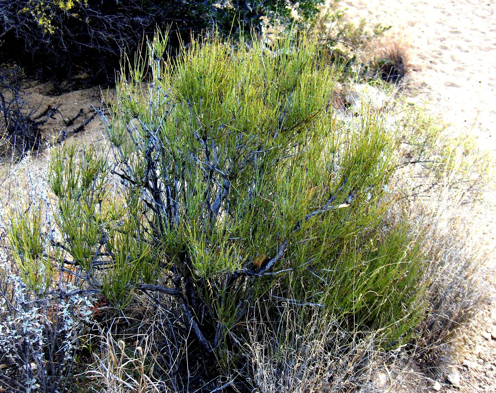 Mormon Tea (Ephedra Viridis) — as long as there is adequate drainage; where it can provide a sculptural element and year-round greenery
