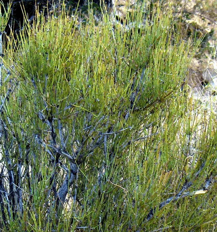 Mormon Tea (Ephedra Viridis) — Minimal maintenance is required; avoid excessive watering to promote healthy growth