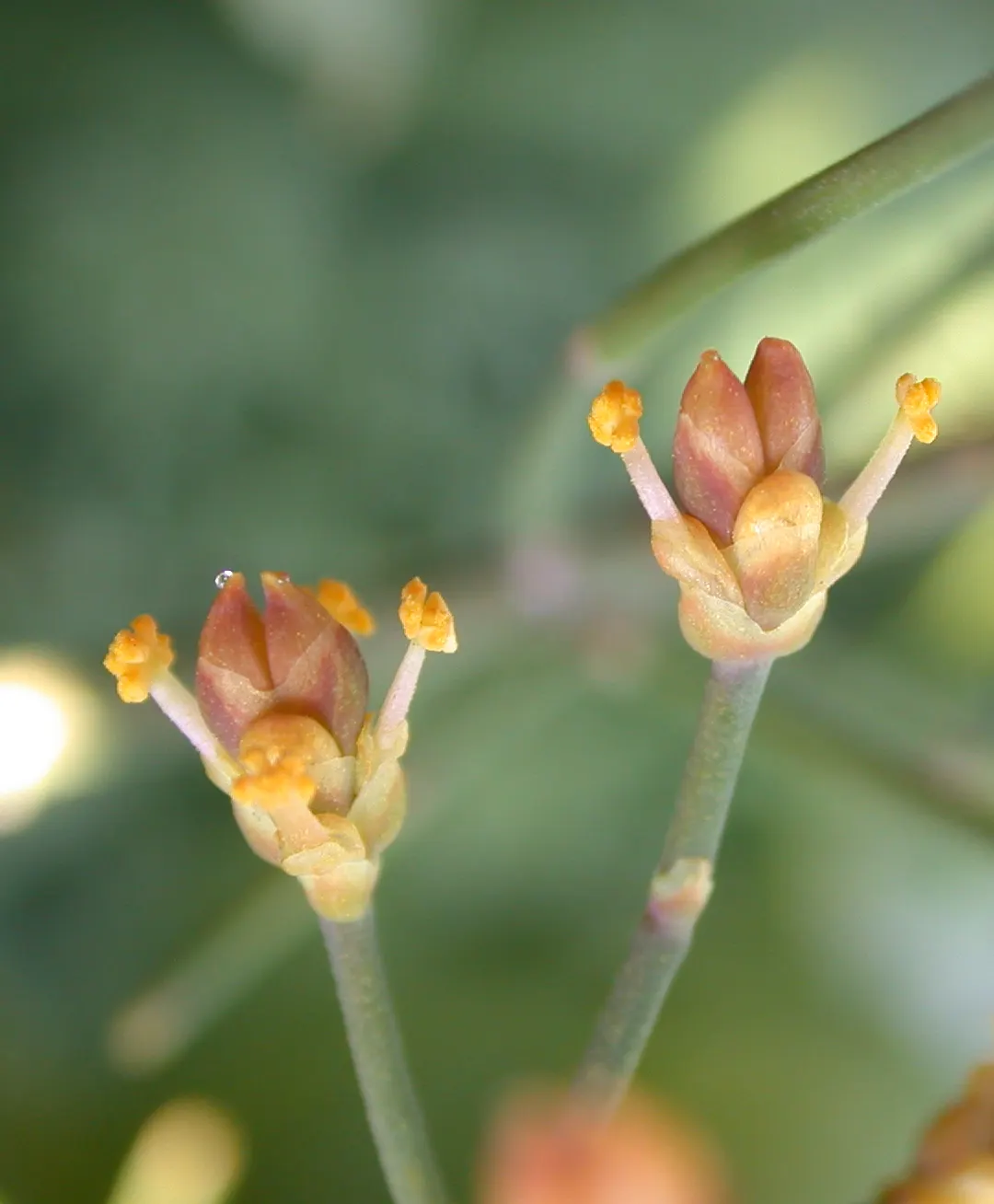 Mormon Tea (Ephedra Viridis) — thriving in USDA hardiness zones 6 through 9; scientifically referred to as Ephedra viridis, image 58