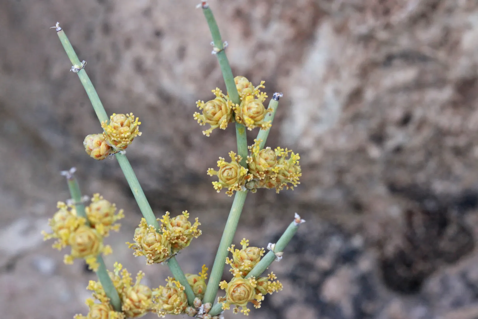 Mormon Tea (Ephedra Viridis) — shrub for full