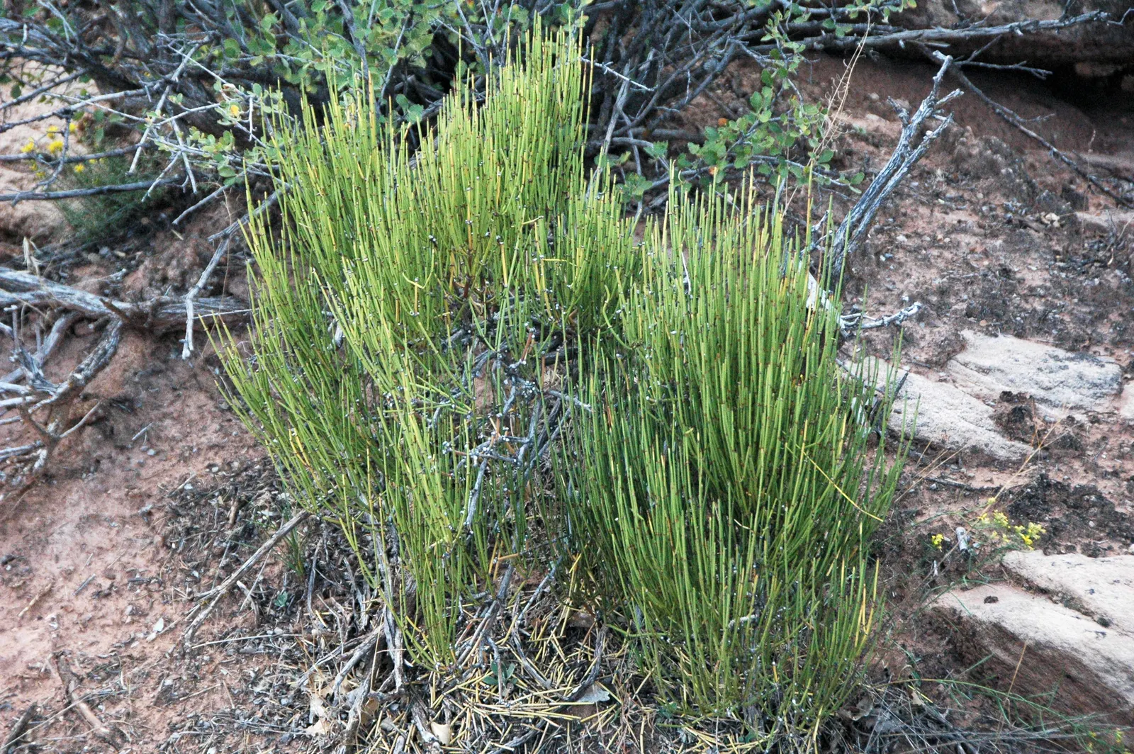Mormon Tea (Ephedra Viridis) — Avoid excessive watering to promote healthy growth; minimal maintenance is required, image 50