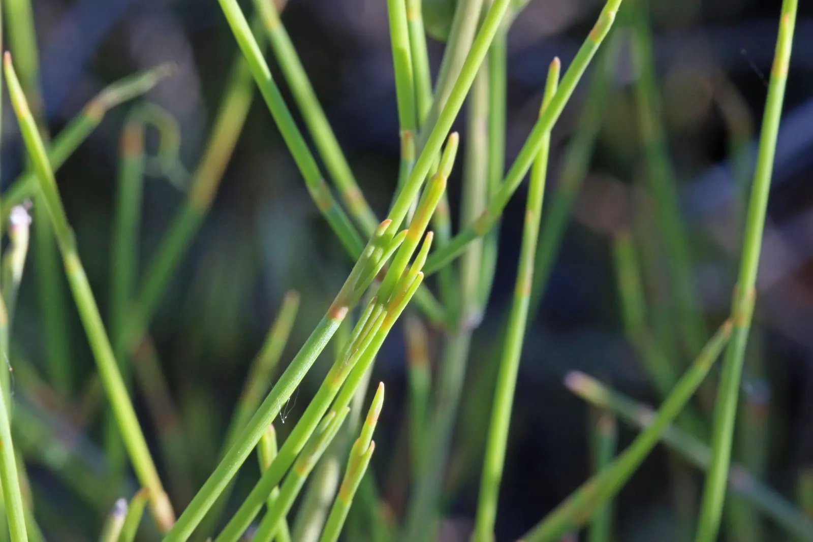 Mormon Tea (Ephedra Viridis) — where it can provide a sculptural element and year-round greenery