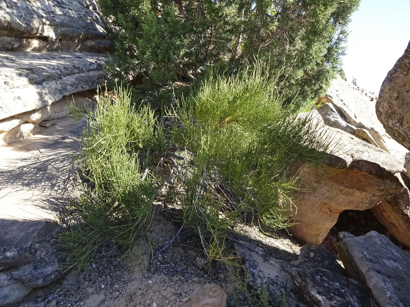 Mormon Tea (Ephedra Viridis) — This resilient plant is known for its striking; as long as there is adequate drainage, image 97