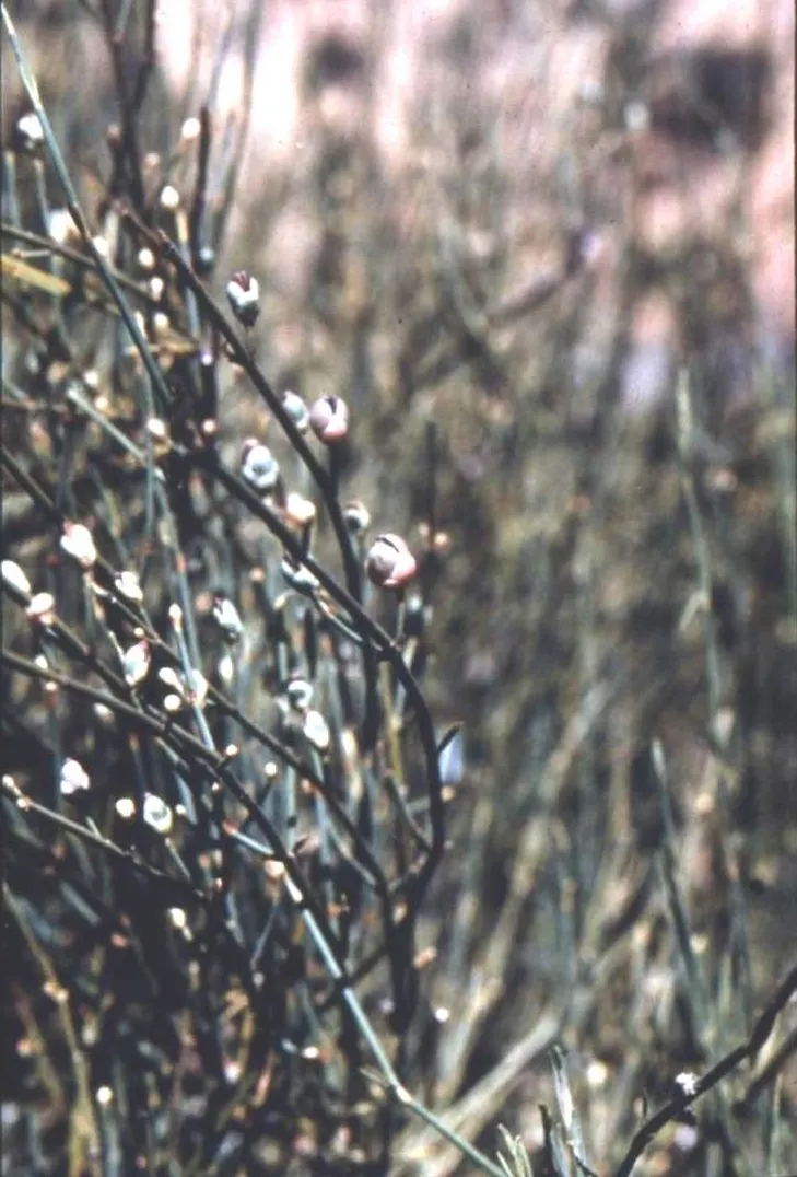 Mormon Tea (Ephedra Viridis) — Minimal maintenance is required; avoid excessive watering to promote healthy growth, image 61