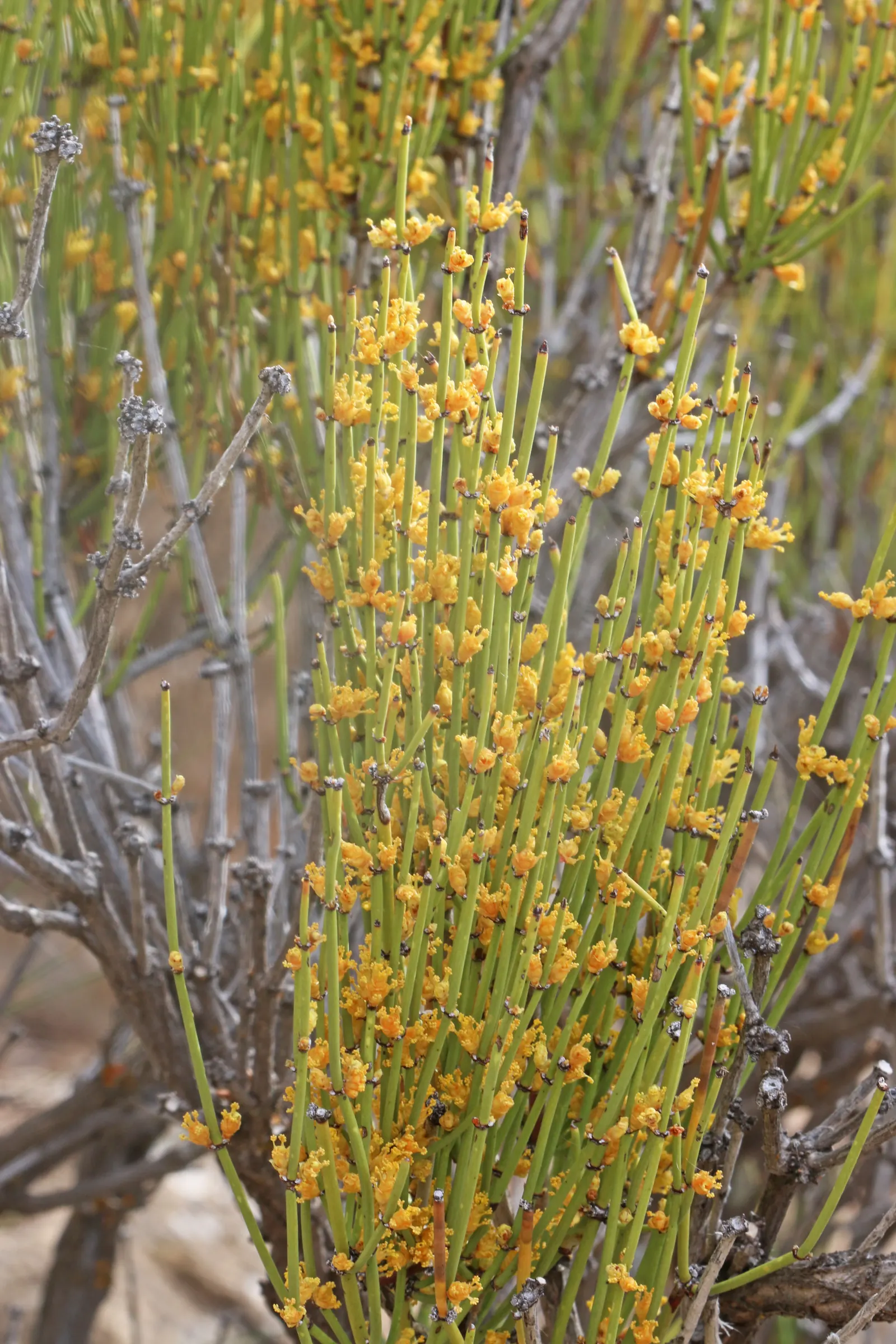 Mormon Tea (Ephedra Viridis) — Its small, scale-like leaves are virtually inconspicuous, and the stems perform photosynthesis; shrub for full, image 101