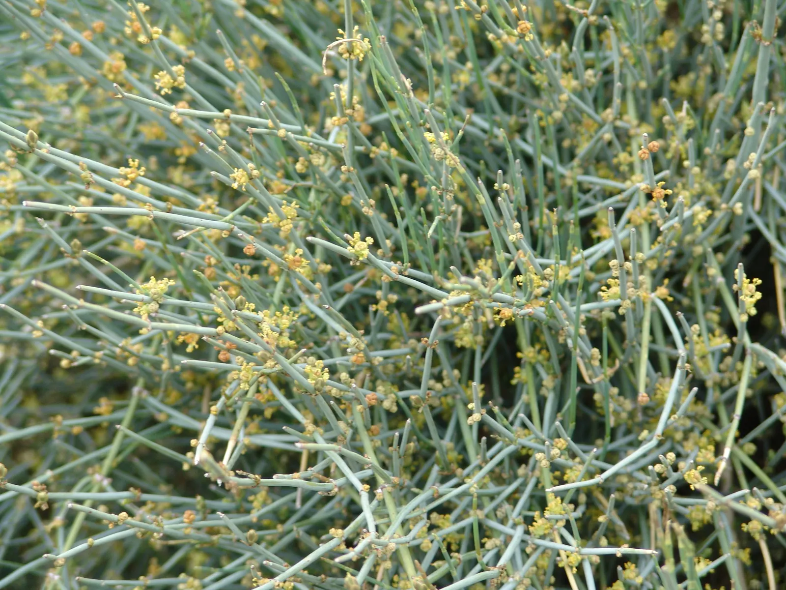 Mormon Tea (Ephedra Viridis) — as early Mormon settlers brewed a tea from its stems; its small, scale-like leaves are virtually inconspicuous, and, image 62