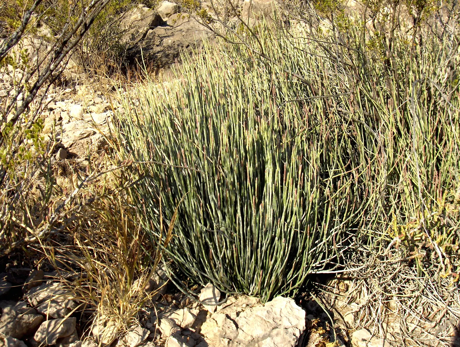 Mormon Tea (Ephedra Viridis) — It prefers well-drained soils and full sun exposure but can tolerate a range of soil types; thriving in USDA hardiness zones 6