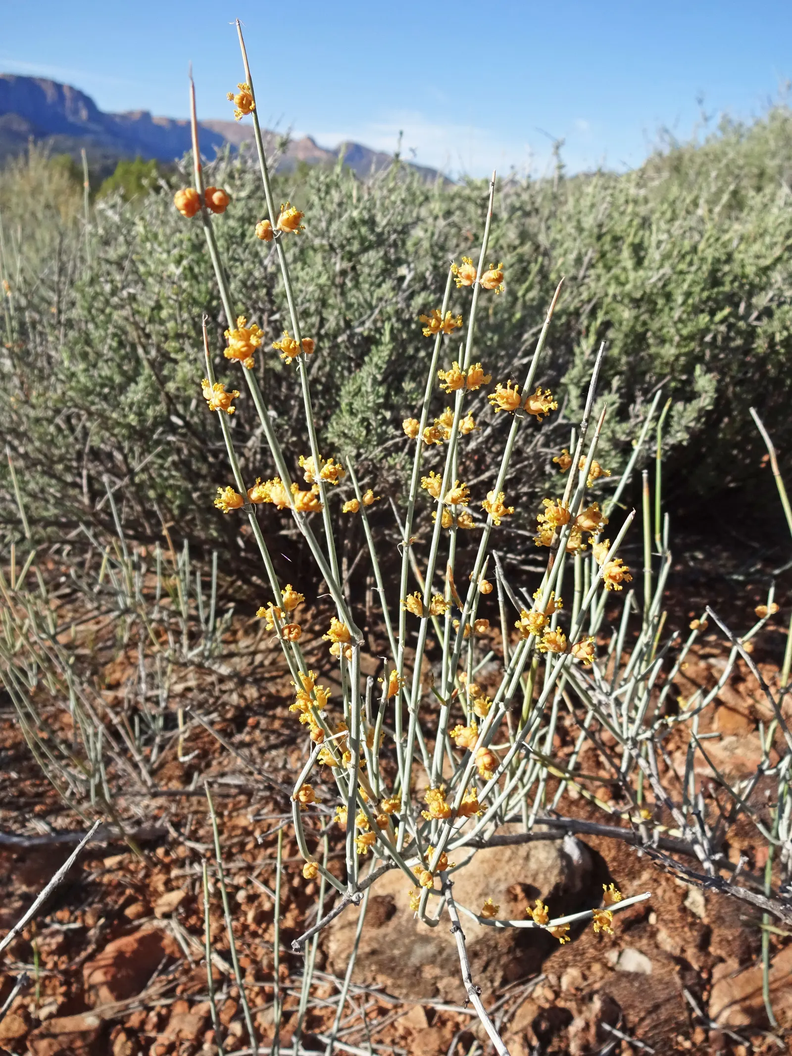 Mormon Tea (Ephedra Viridis) — with a similar spread.<br><br>The growth habit of Ephedra viridis is upright and often clumping; is an evergreen shrub native to