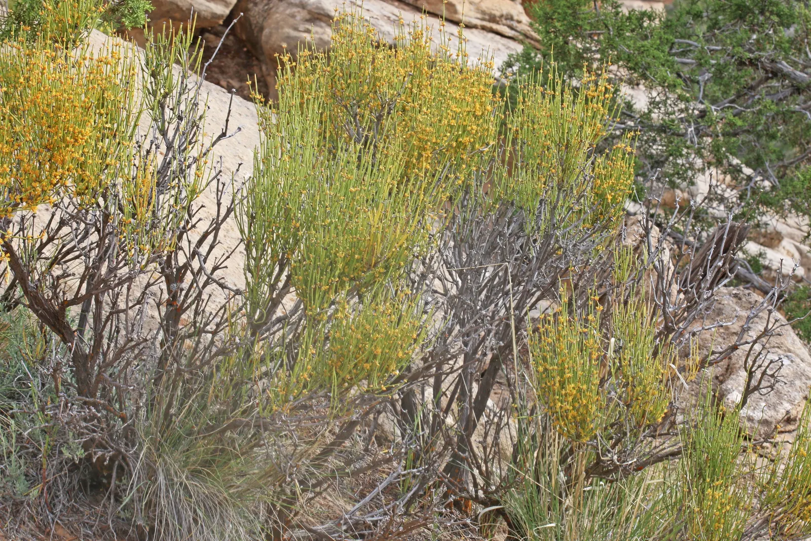 Mormon Tea (Ephedra Viridis) — with a similar spread.<br><br>The growth habit of Ephedra viridis is upright and often clumping; is an evergreen, image 99