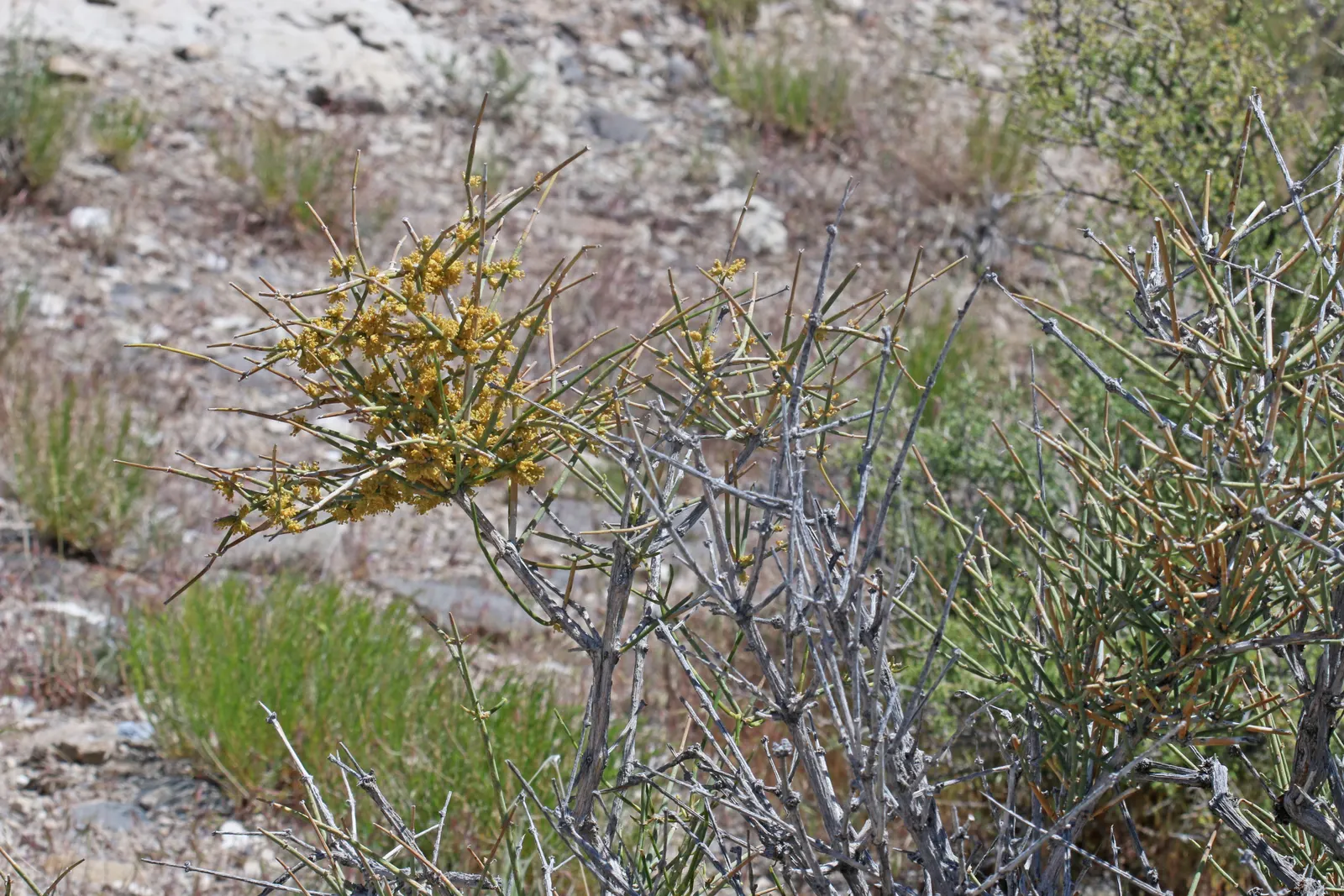 Mormon Tea (Ephedra Viridis) — Minimal maintenance is required