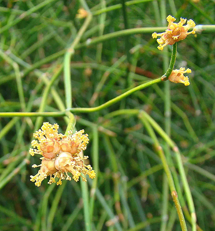 Mormon Tea (Ephedra Viridis) — For the modern landscape designer; it is a practical choice for low-maintenance gardens, image 63